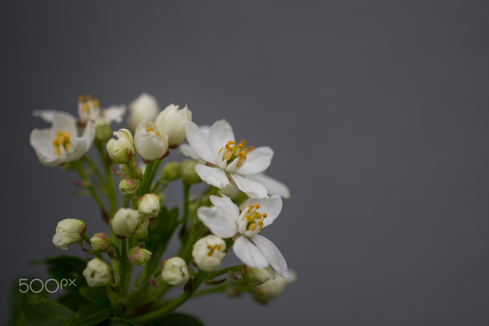 Canon EOS 550D (EOS Rebel T2i / EOS Kiss X4) + Canon EF 100mm F2.8L Macro IS USM sample photo. White flowers with grey background photography