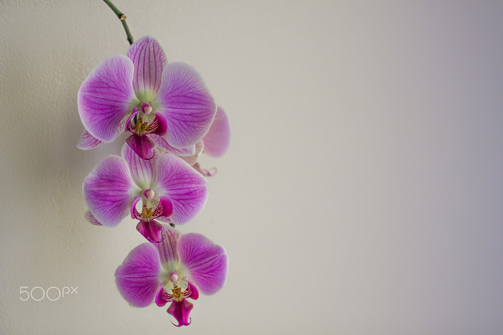 Canon EOS 550D (EOS Rebel T2i / EOS Kiss X4) + Canon EF 100mm F2.8L Macro IS USM sample photo. Purple orchids on natural background photography