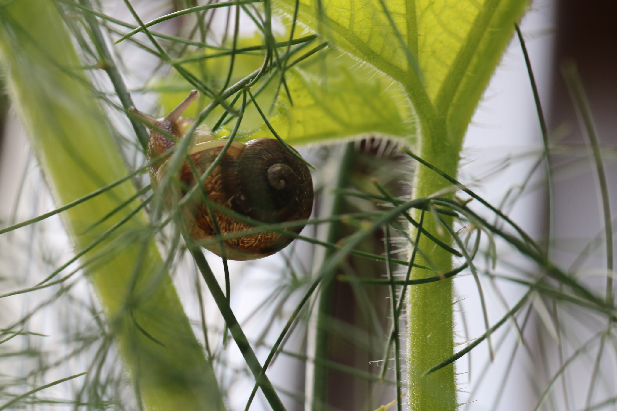 Canon EF 100mm F2.8L Macro IS USM sample photo. Snail on asparagus fern photography