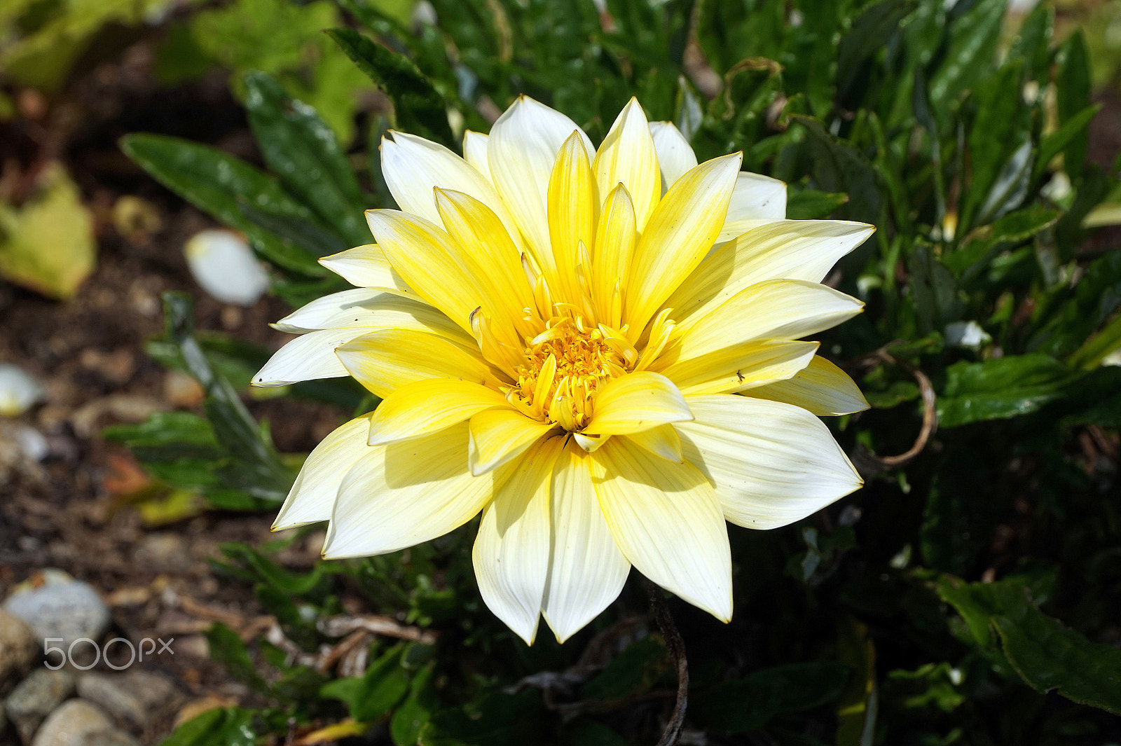 Sony Alpha a5000 (ILCE 5000) sample photo. Yellow and white flower photography