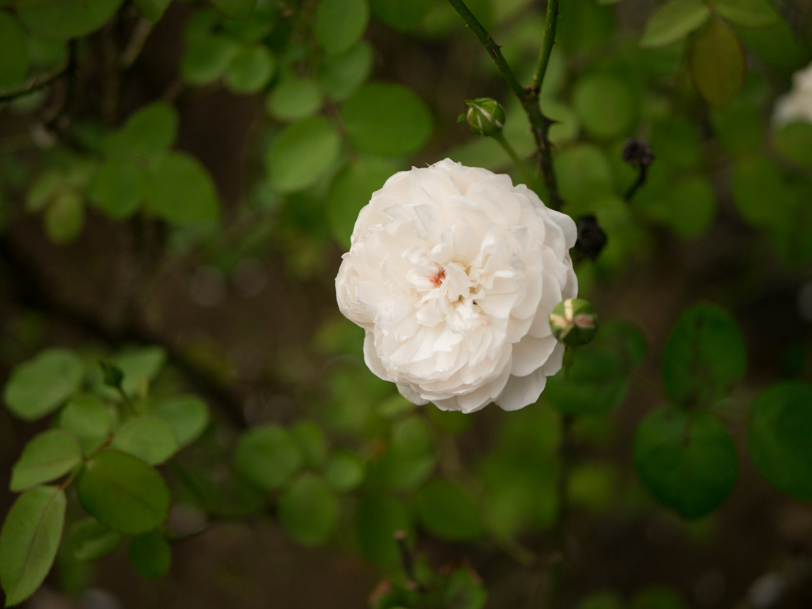 Panasonic Lumix DMC-GX1 + LUMIX G 25/F1.7 sample photo. White rose photography