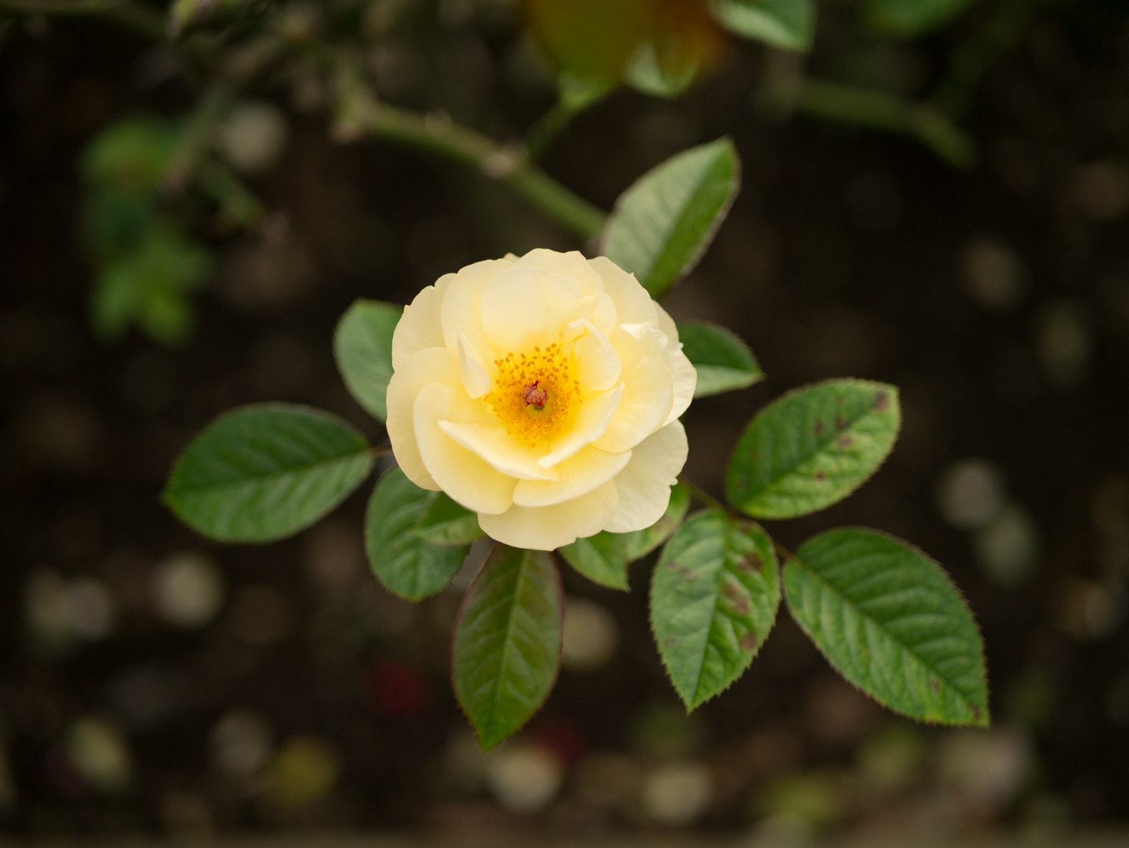 Panasonic Lumix DMC-GX1 + LUMIX G 25/F1.7 sample photo. Yellow rose photography