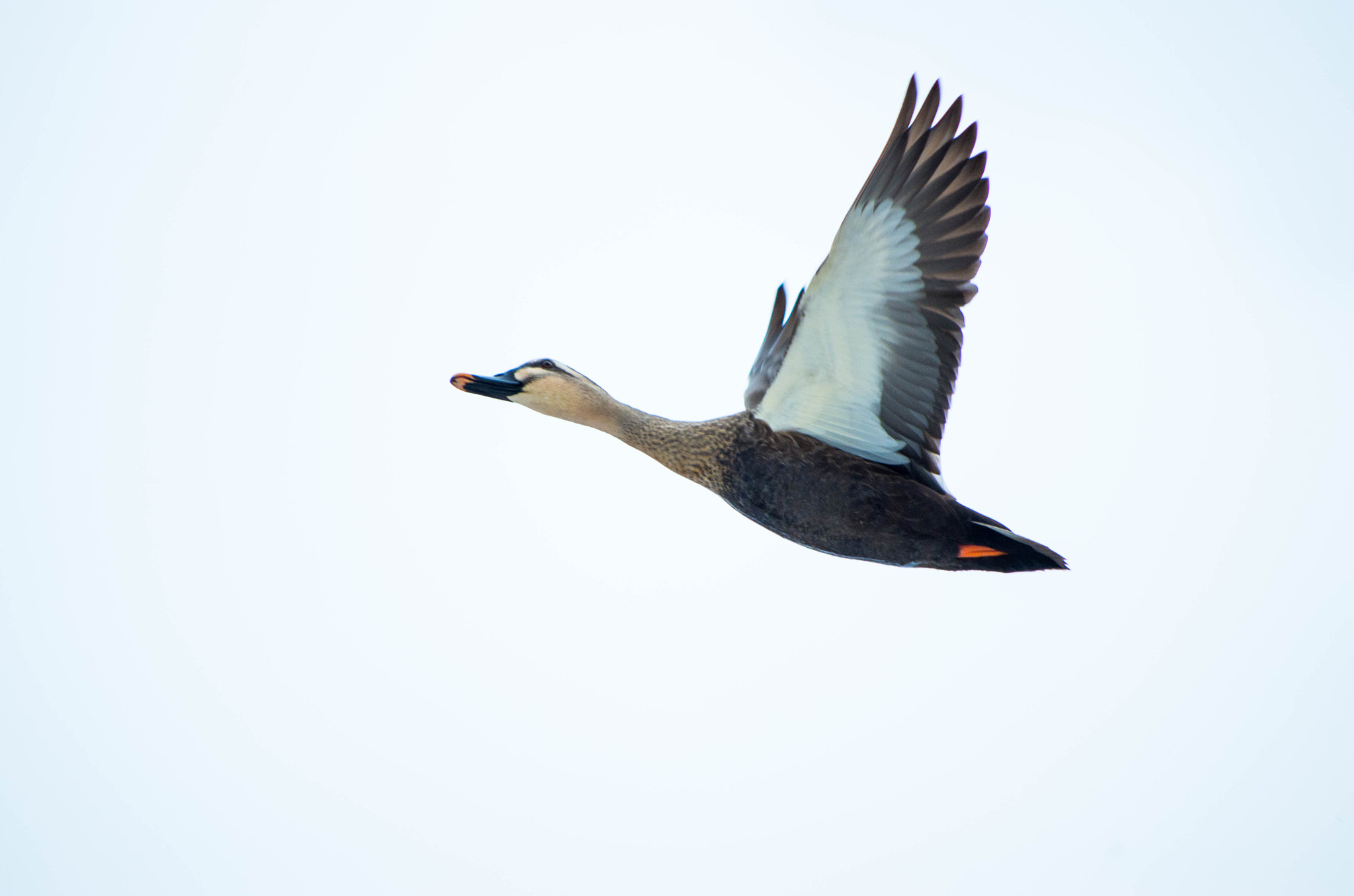 smc PENTAX-DA L 55-300mm F4-5.8 ED sample photo. 飛んでいく鴨 photography