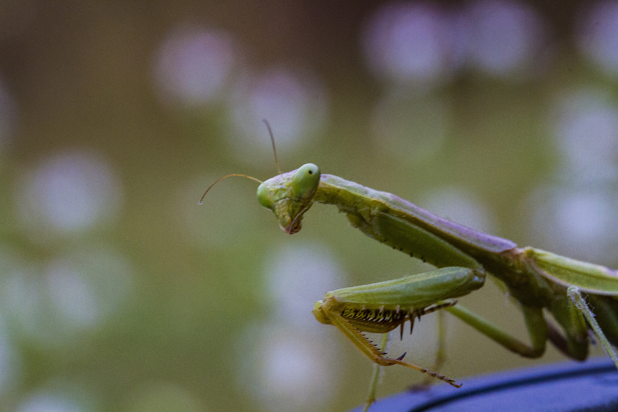 Canon EOS 7D + Canon EF 100mm F2.8L Macro IS USM sample photo. Praying mantis photography