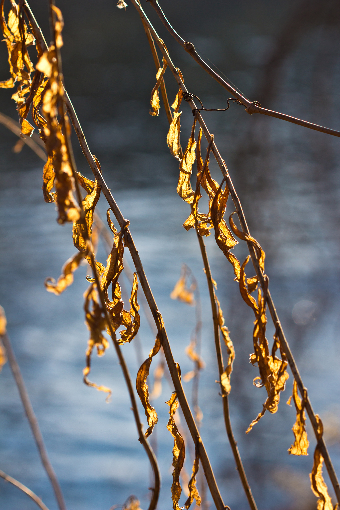 Canon EF 100mm F2.8 Macro USM sample photo. Winter leaves. photography