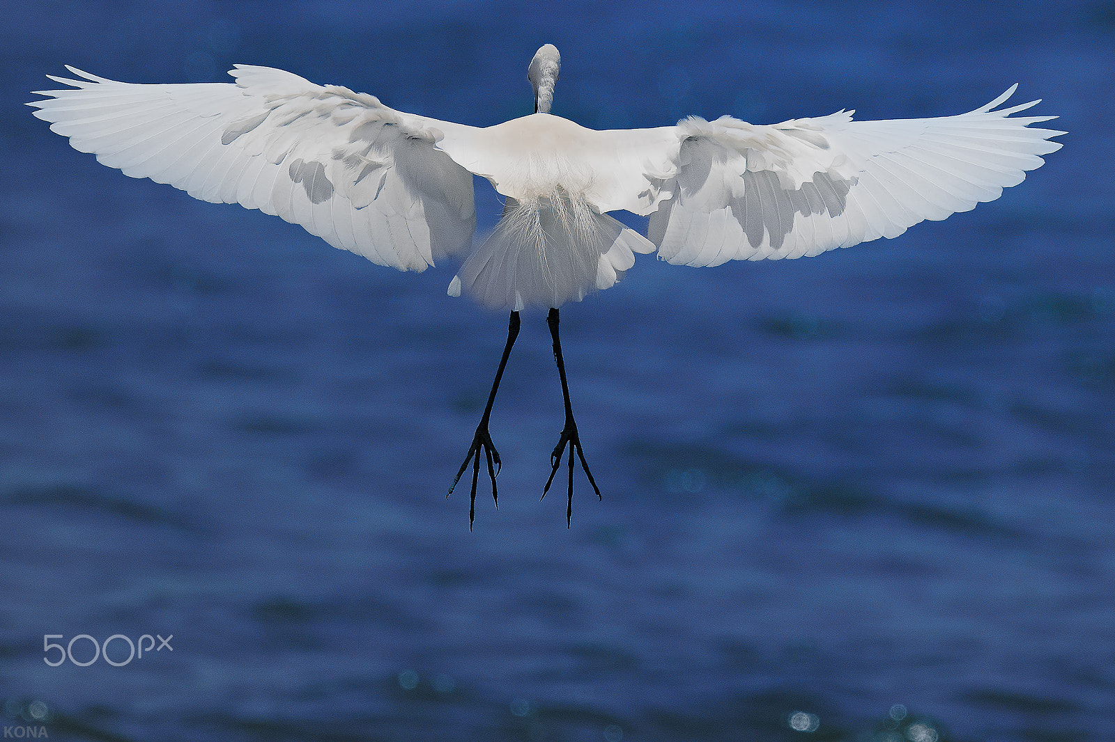 Nikon AF-S Nikkor 400mm F2.8G ED VR II sample photo. Sagi photography