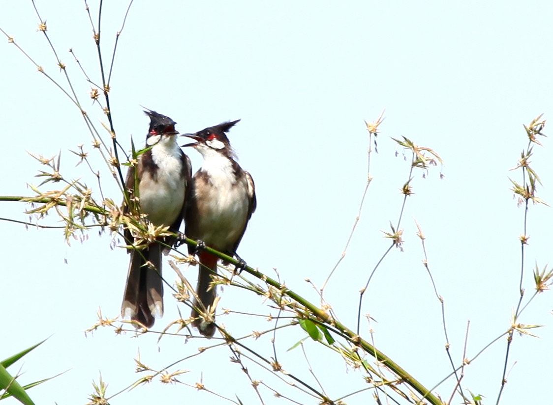 Canon EF 100-400mm F4.5-5.6L IS USM sample photo