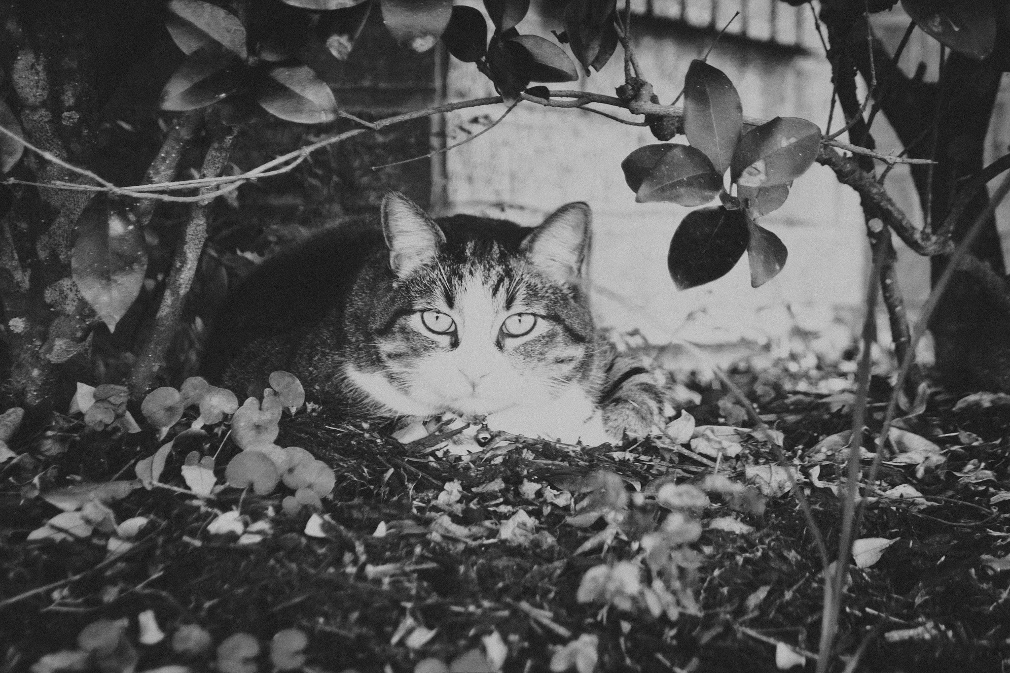 Canon EF 35-80mm F4.0-5.6 III sample photo. The professor photography