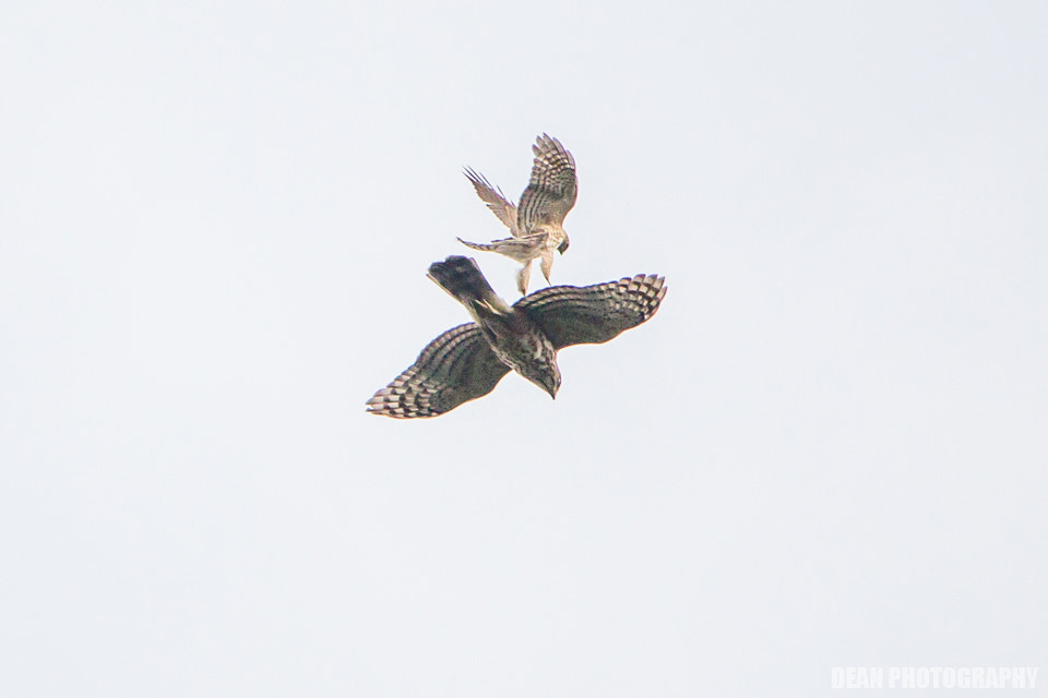 Canon EOS-1D Mark IV sample photo. Air bus photography