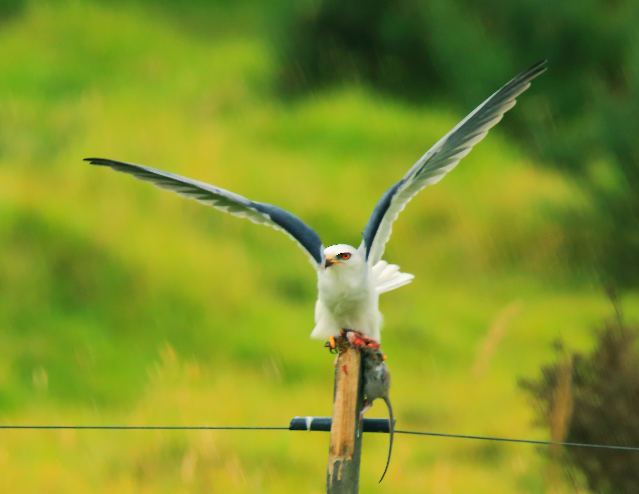 Sigma 150-600mm F5-6.3 DG OS HSM | C sample photo. Elanus leucurus photography