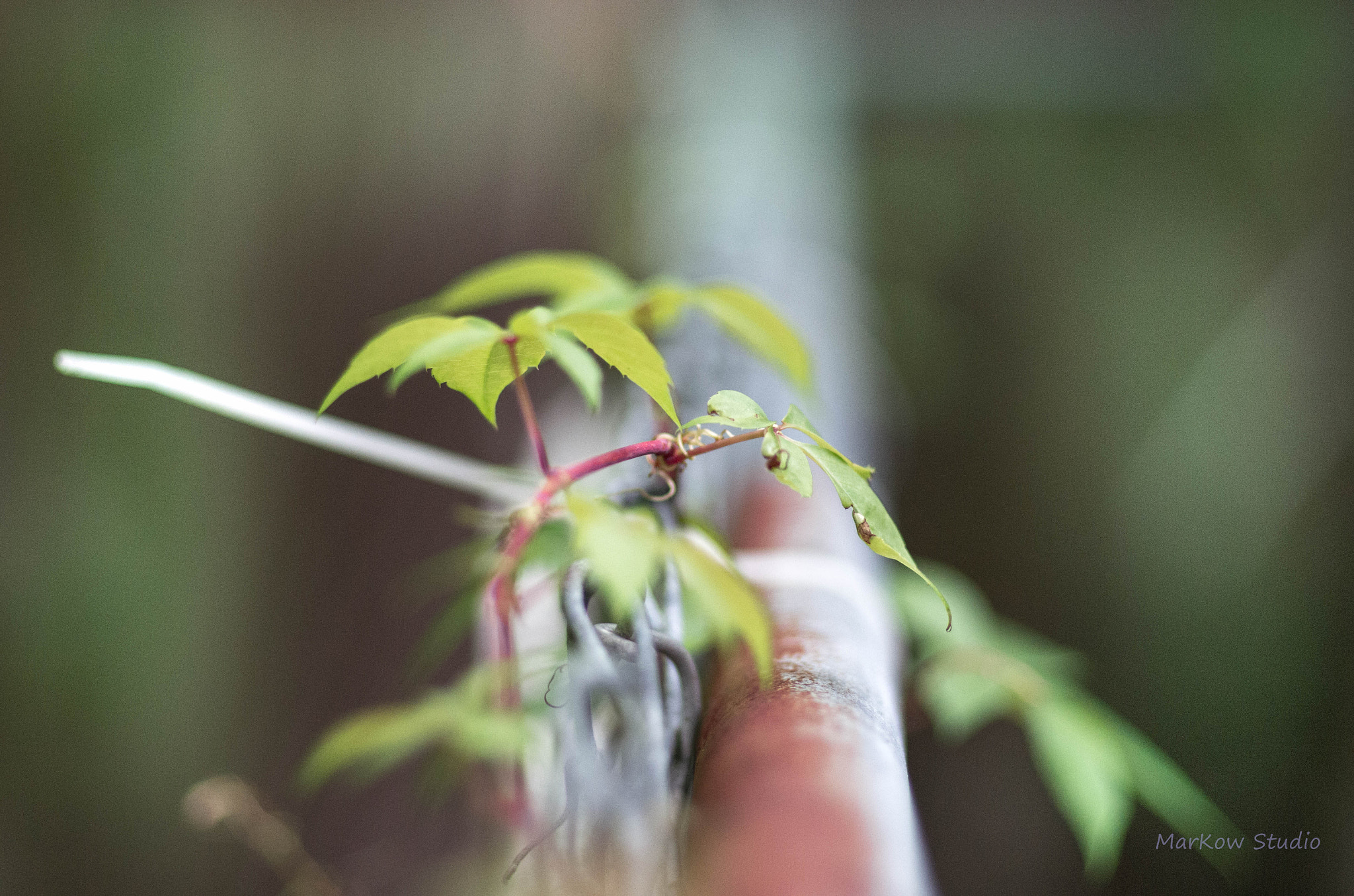 Pentax smc FA 77mm 1.8 Limited sample photo. Freedom@ photography