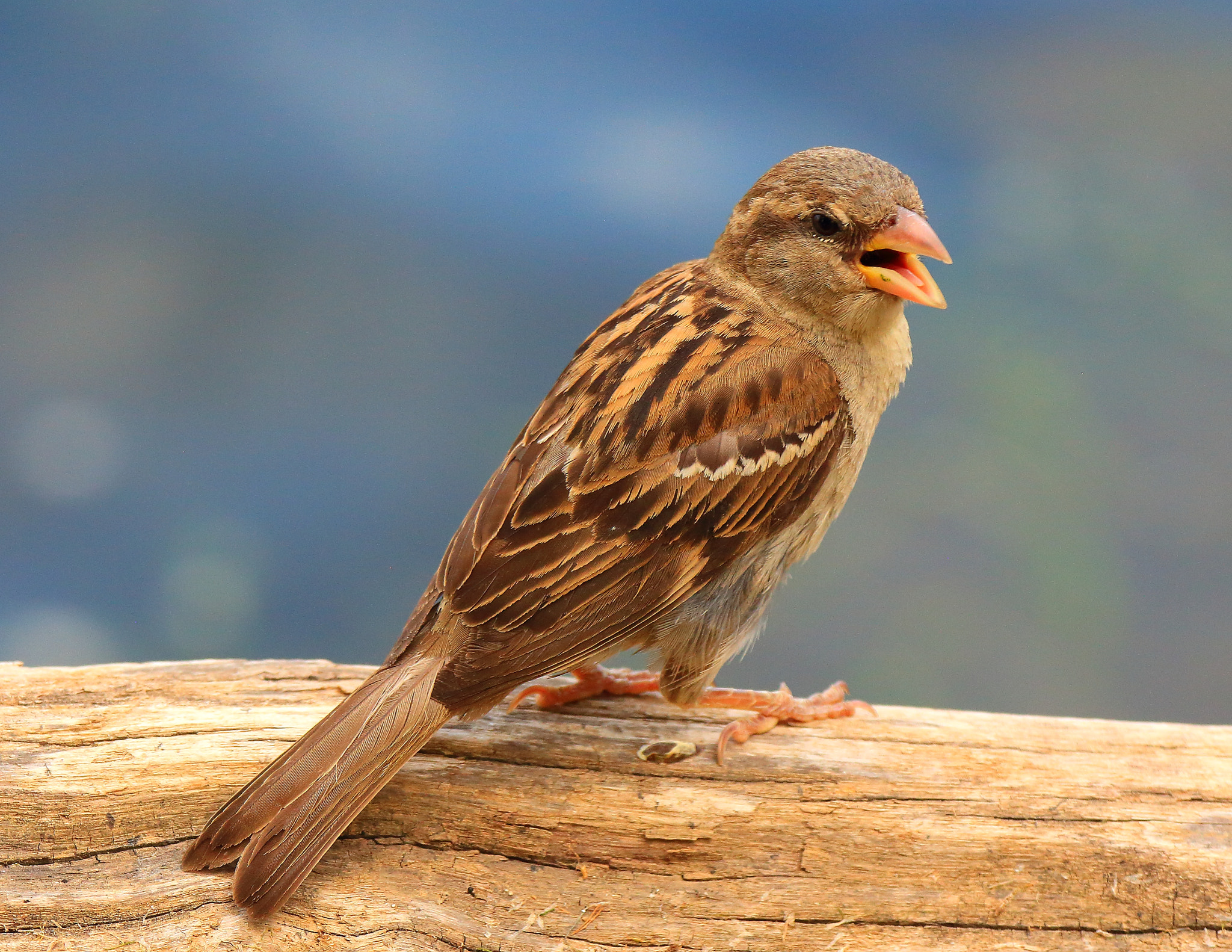 Sigma 150-600mm F5-6.3 DG OS HSM | C sample photo. Sparrow photography
