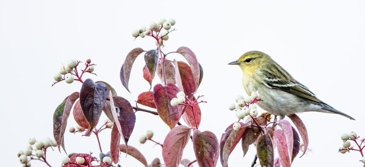 Canon EF 200-400mm F4L IS USM Extender 1.4x sample photo. Blackpoll warbler photography