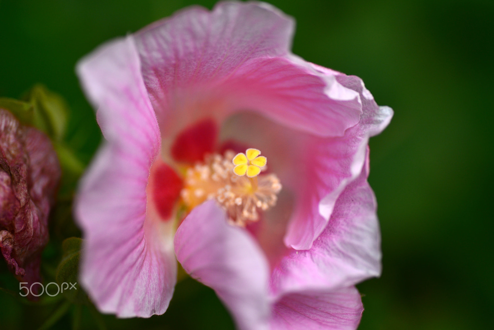Nikon D600 sample photo. Light pink photography