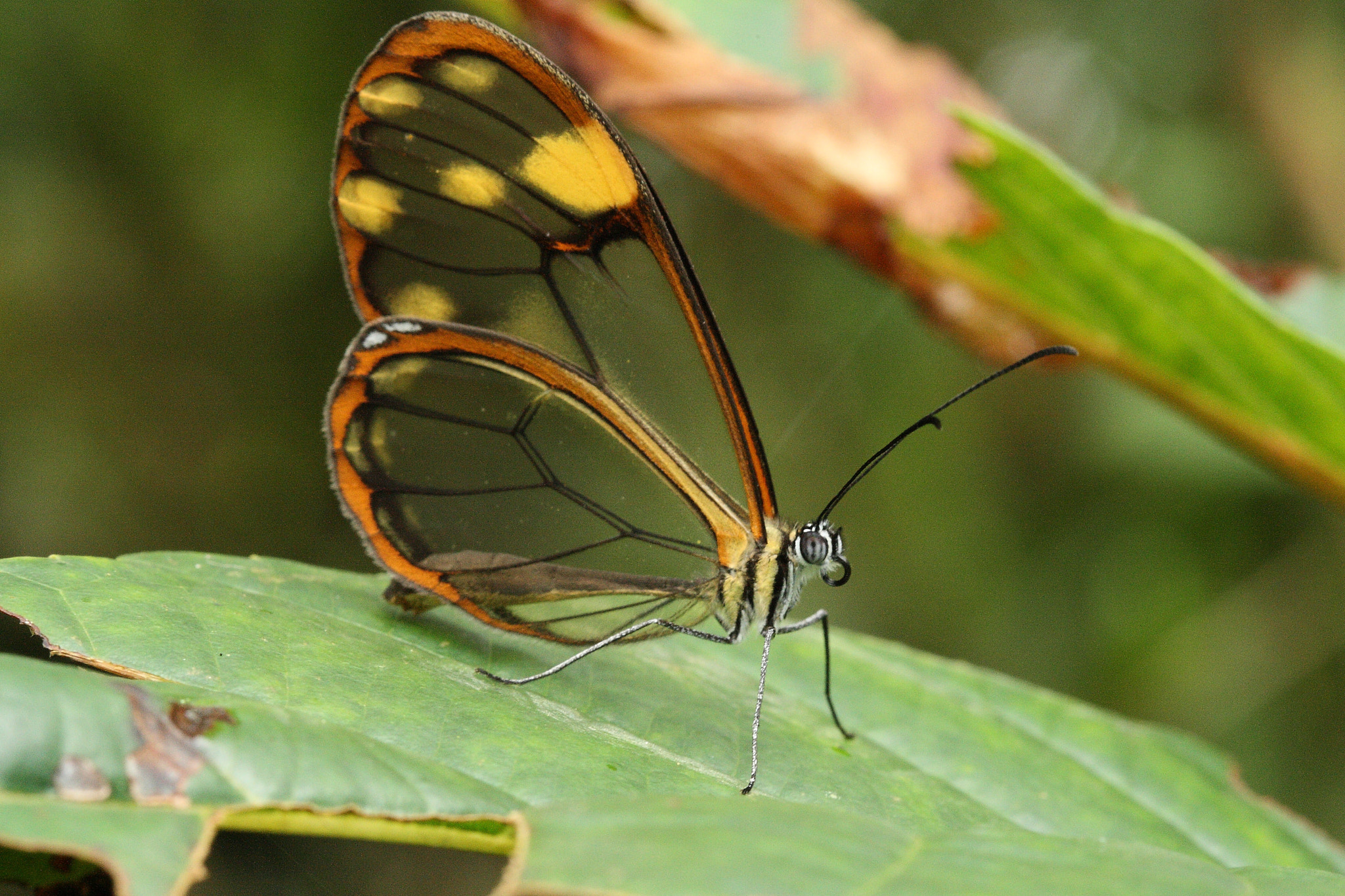 Canon EF 100mm F2.8 Macro USM sample photo. Butterfly in colombia (chicaque park) photography