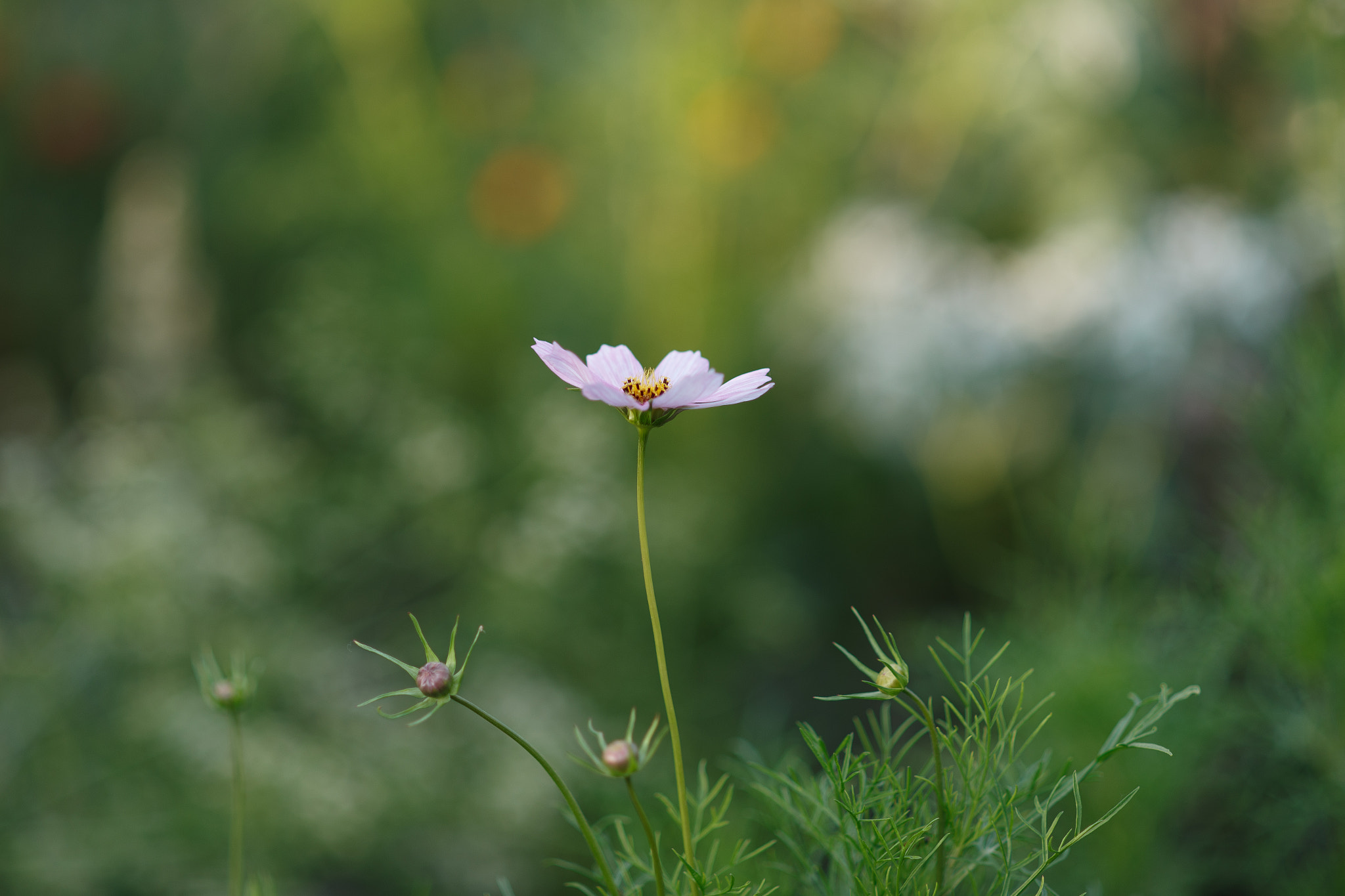 Nikon D750 + Nikon AF Nikkor 105mm F2D DC sample photo. Vfx photography