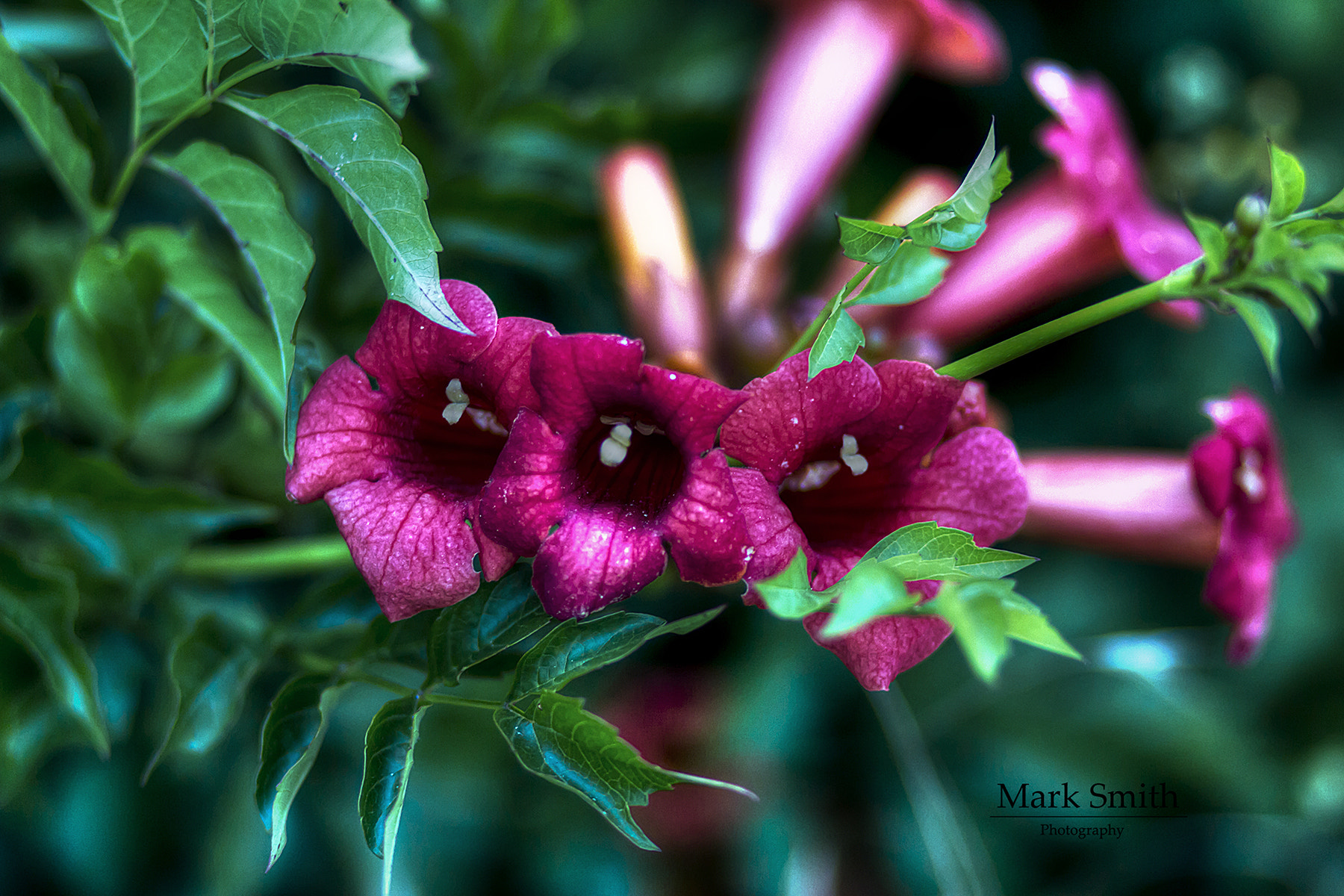 Canon EF 85mm F1.8 USM sample photo. Italian flower photography