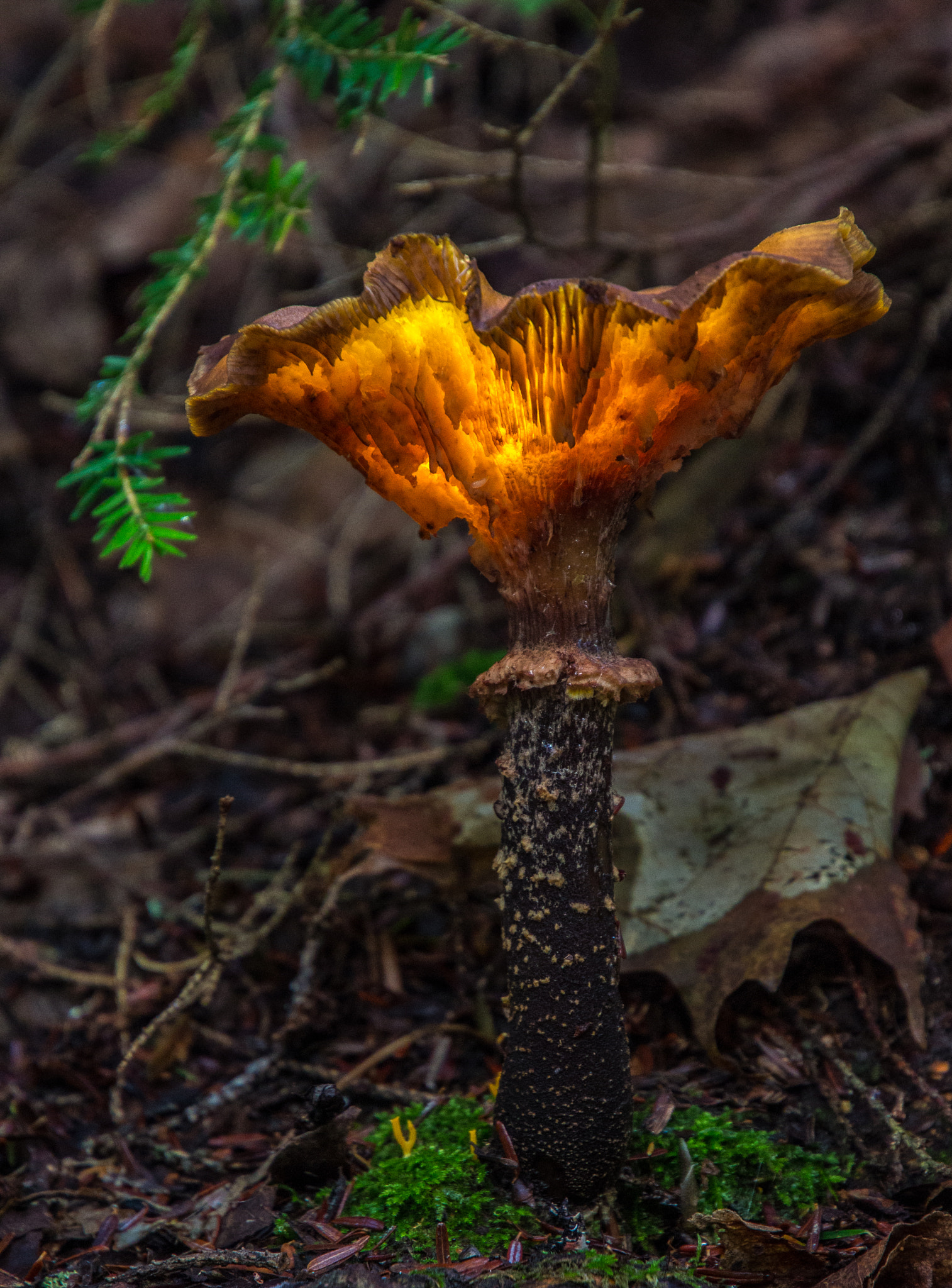 Canon EOS 100D (EOS Rebel SL1 / EOS Kiss X7) sample photo. Mushroom glow photography