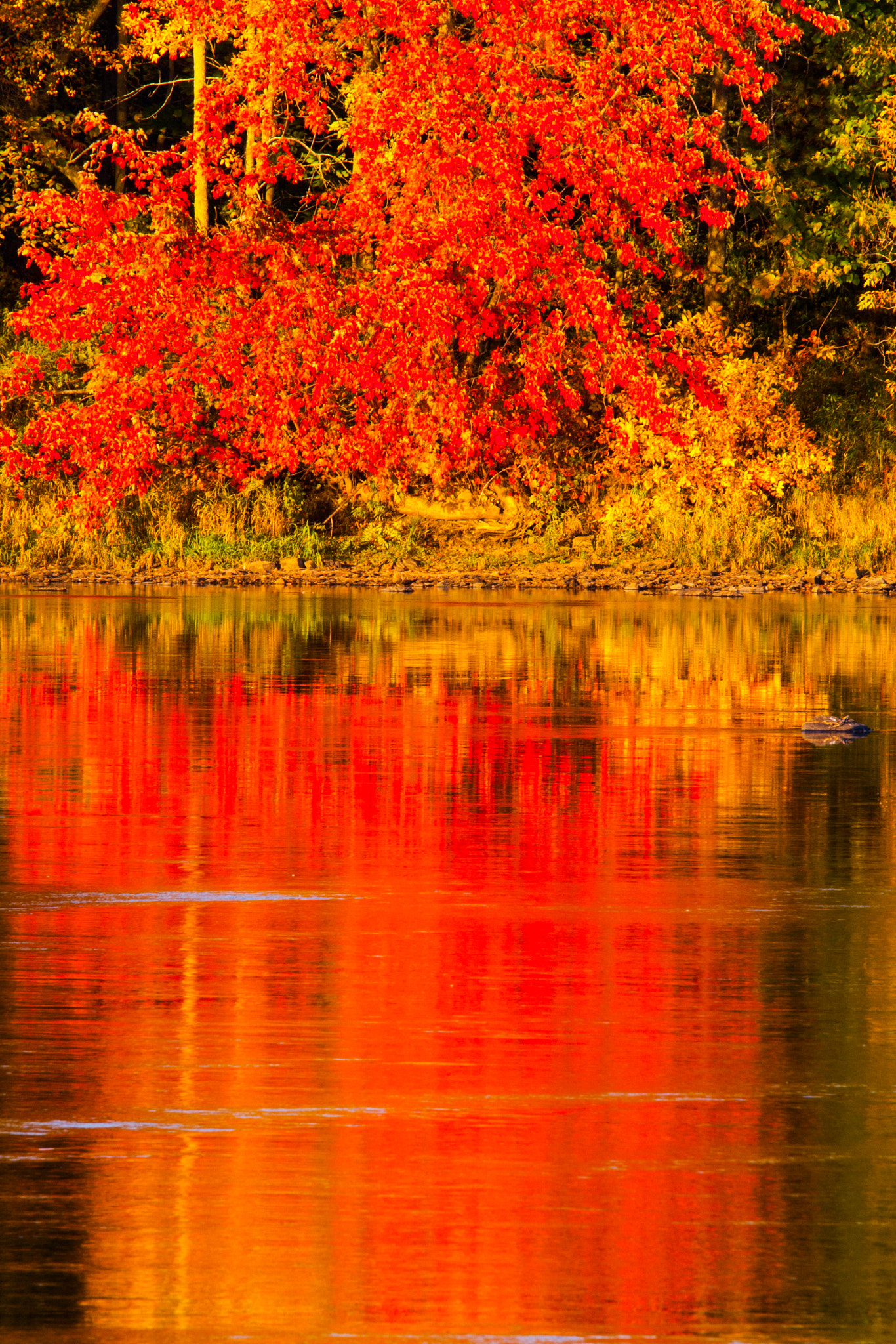 Canon EOS-1D Mark III sample photo. Paysage automne du québec lumière fin de journée photography