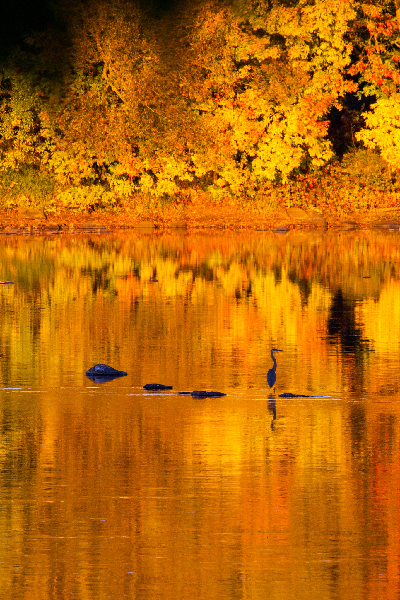 Canon EOS-1D Mark III sample photo. Paysage automne du québec lumière fin de journée photography