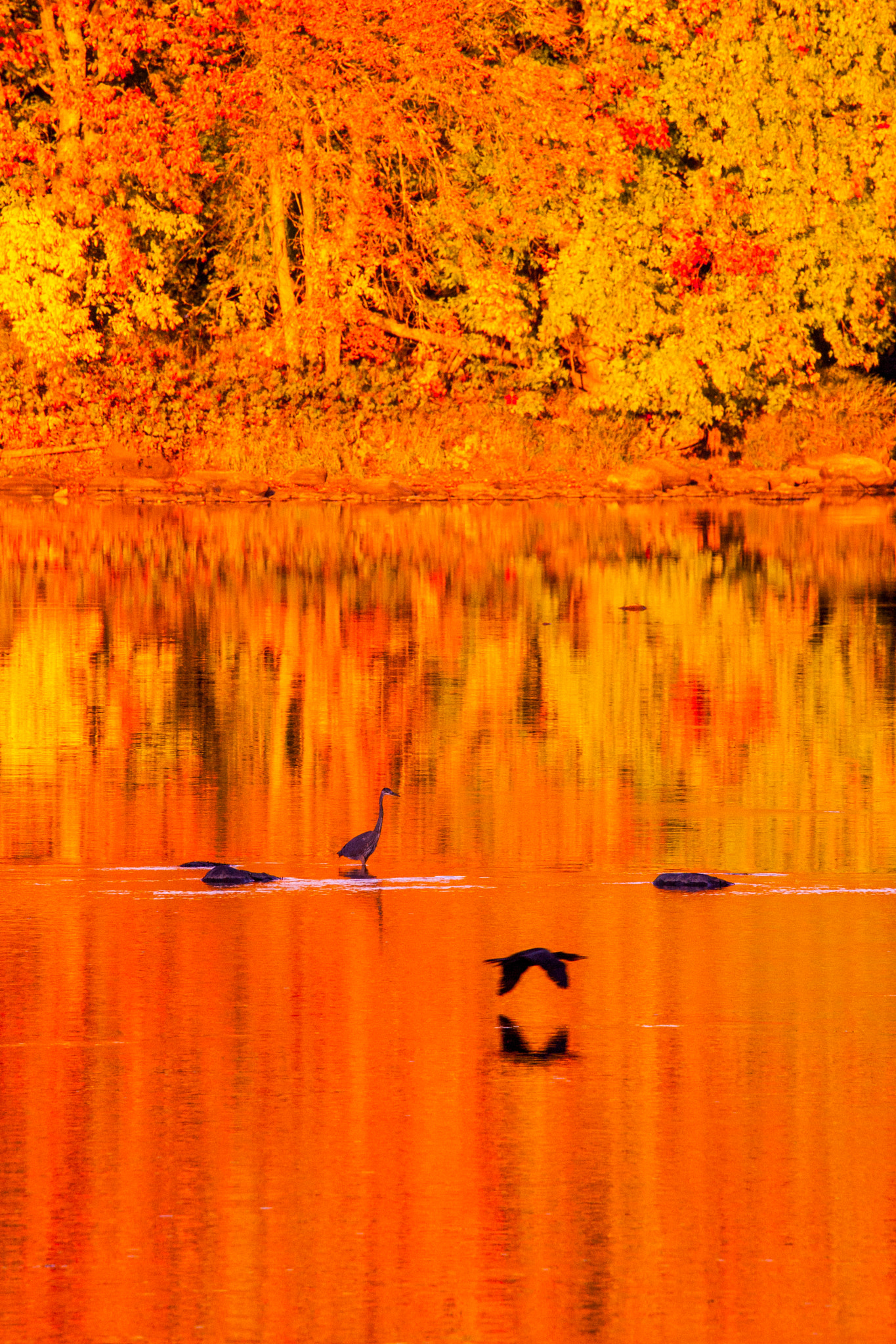 Canon EOS-1D Mark III sample photo. Paysage automne du québec lumière fin de journée photography