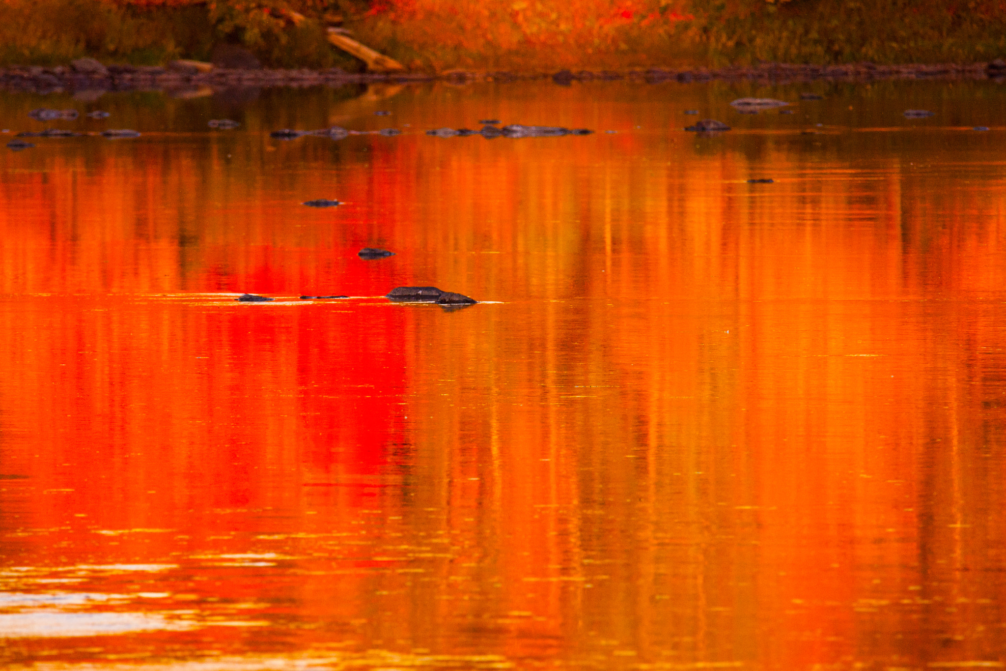 Canon EOS-1D Mark III sample photo. Paysage automne du québec lumière fin de journée photography