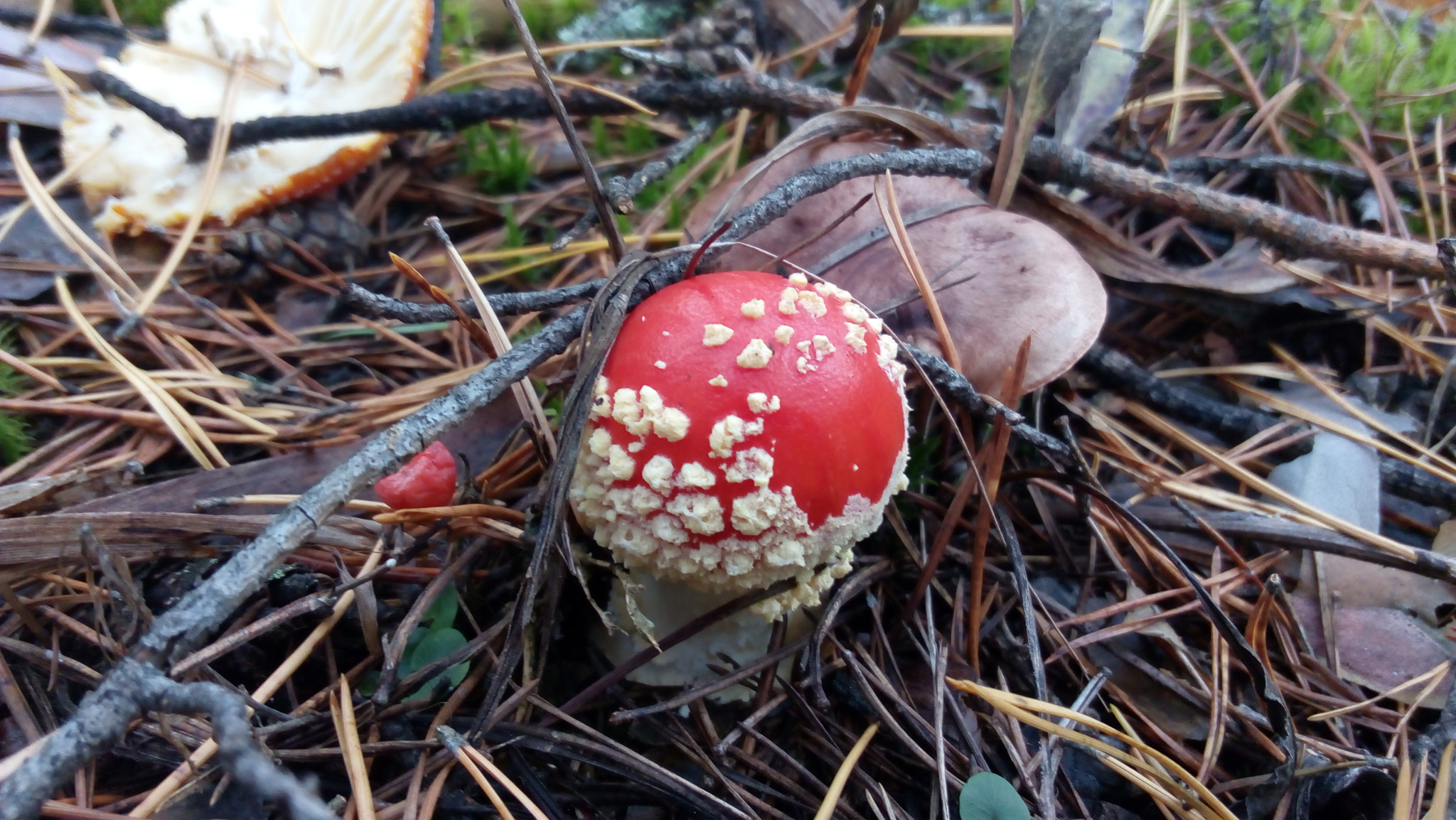 Lenovo P70-A sample photo. Mushroom photography
