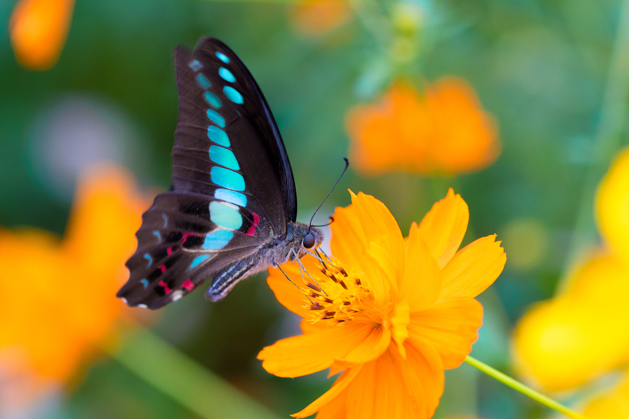 Canon EF 100mm F2.8L Macro IS USM sample photo. Butterfly photography