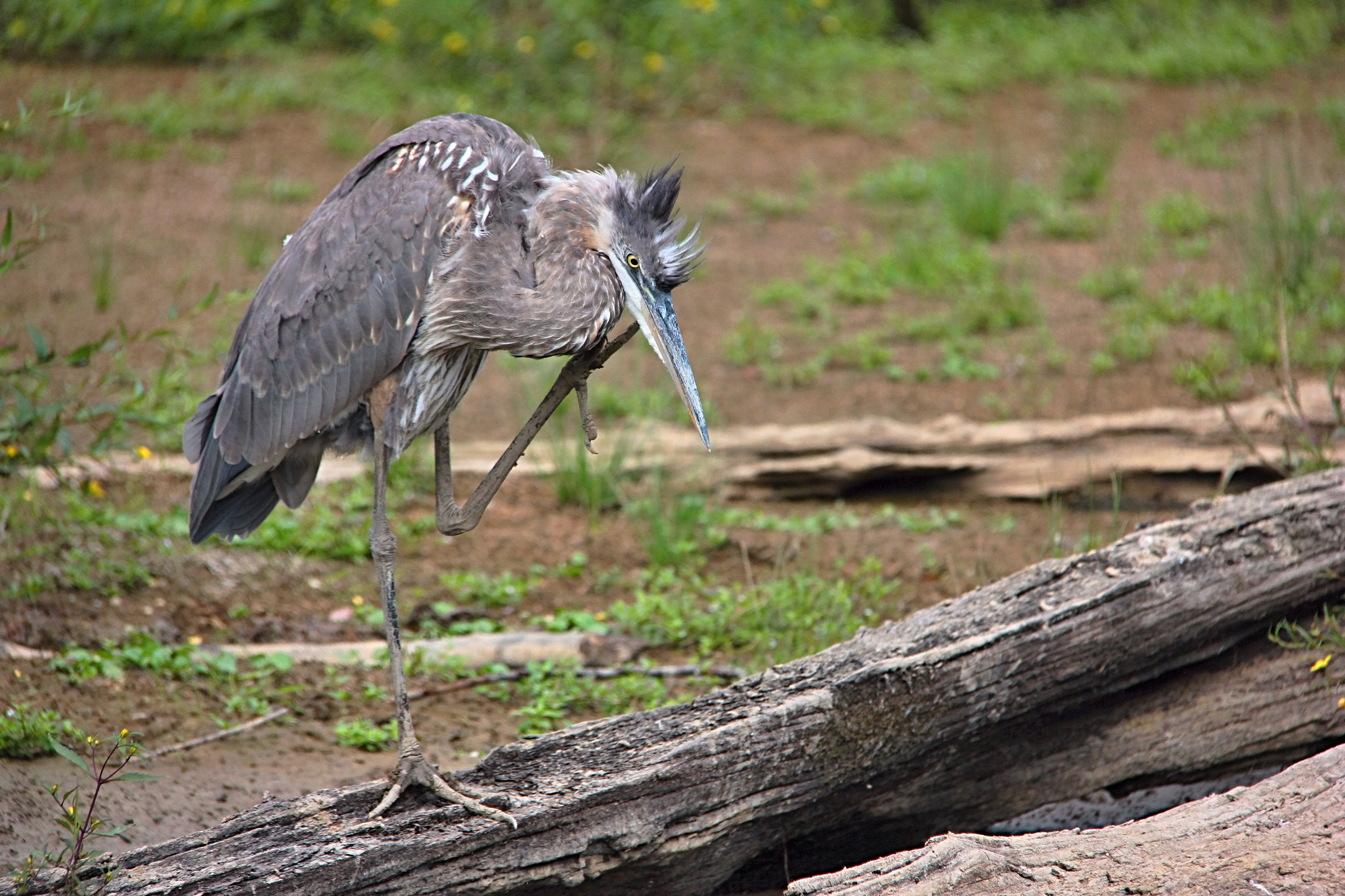 Canon EOS 550D (EOS Rebel T2i / EOS Kiss X4) sample photo. Great blue heron photography