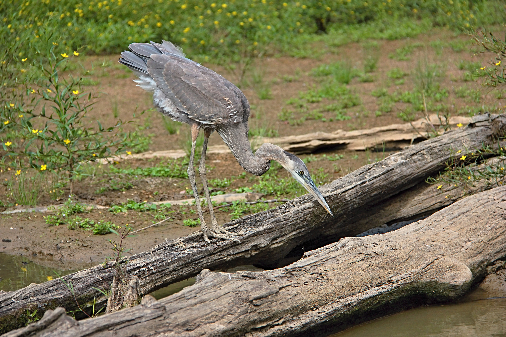 Canon EOS 550D (EOS Rebel T2i / EOS Kiss X4) sample photo. Great blue heron photography