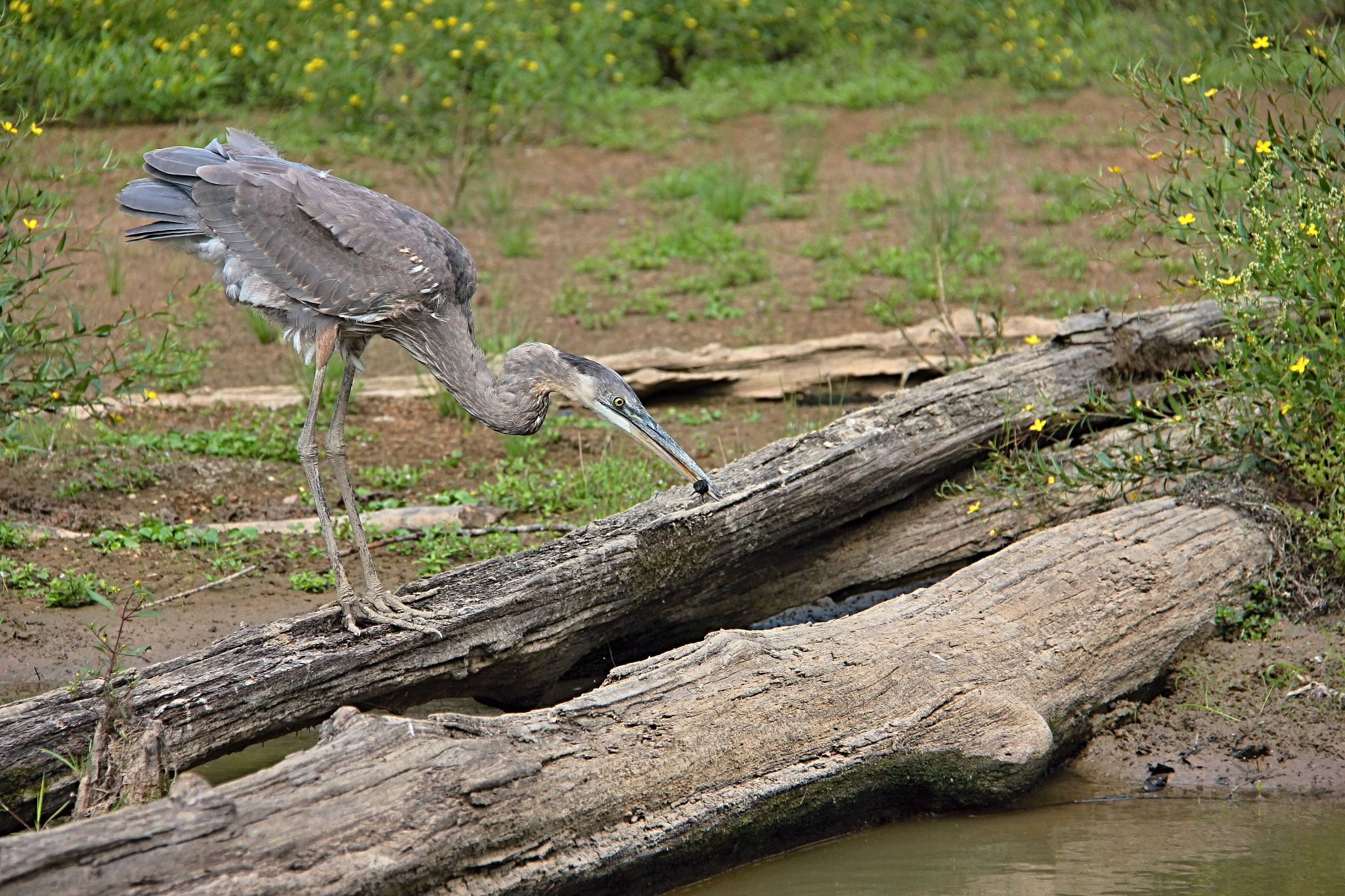 Canon EOS 550D (EOS Rebel T2i / EOS Kiss X4) sample photo. Great blue heron photography