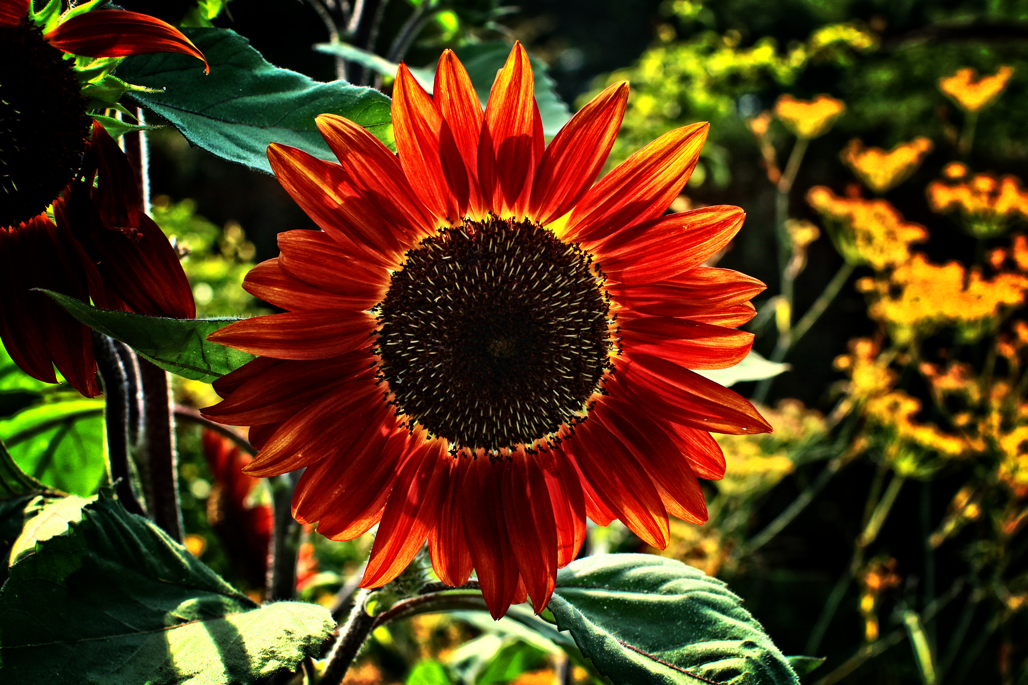 Canon EF 50mm F1.2L USM sample photo. Sflr photography