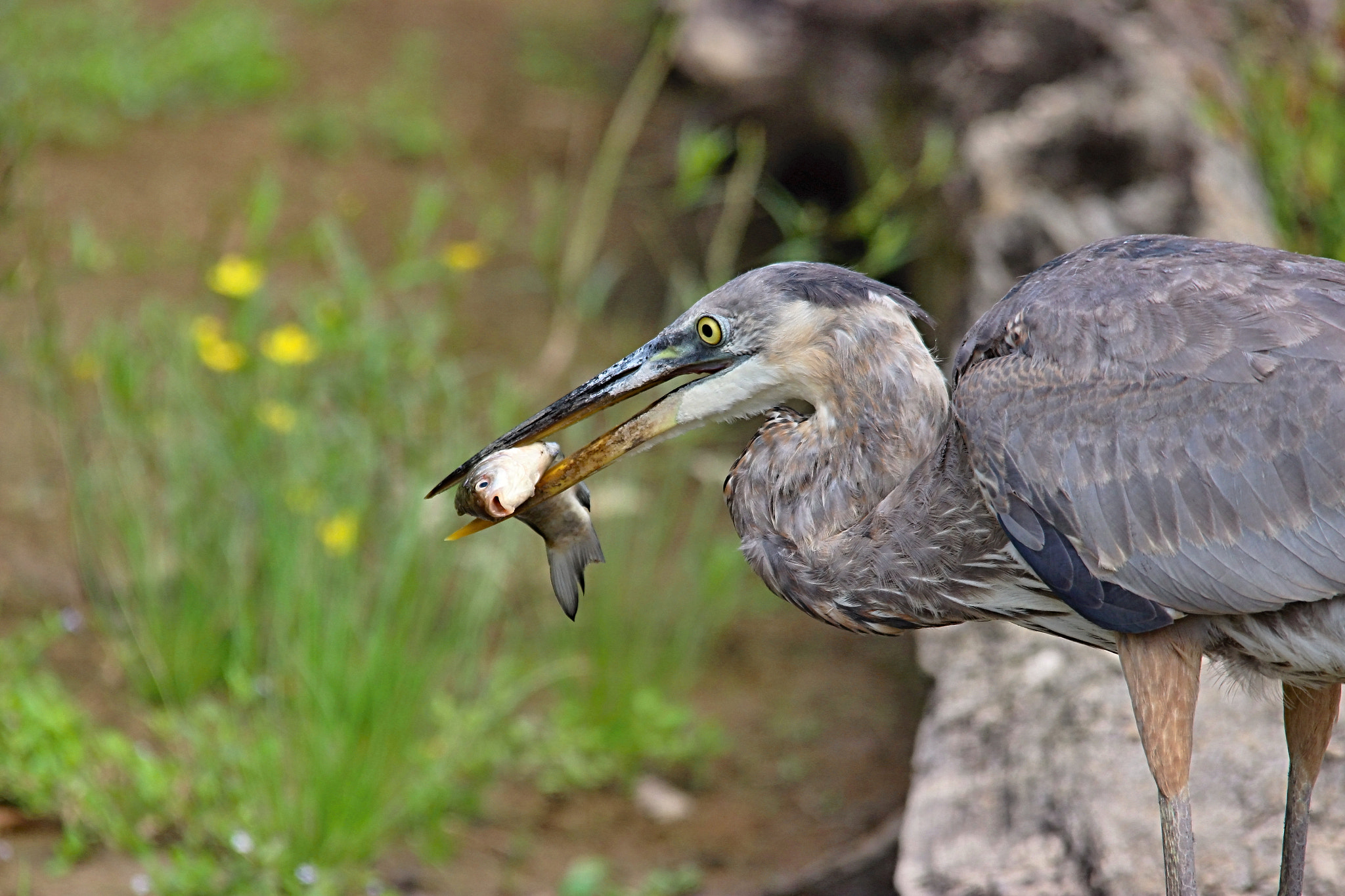 Canon EOS 600D (Rebel EOS T3i / EOS Kiss X5) + Sigma 150-500mm F5-6.3 DG OS HSM sample photo. Great blue heron photography