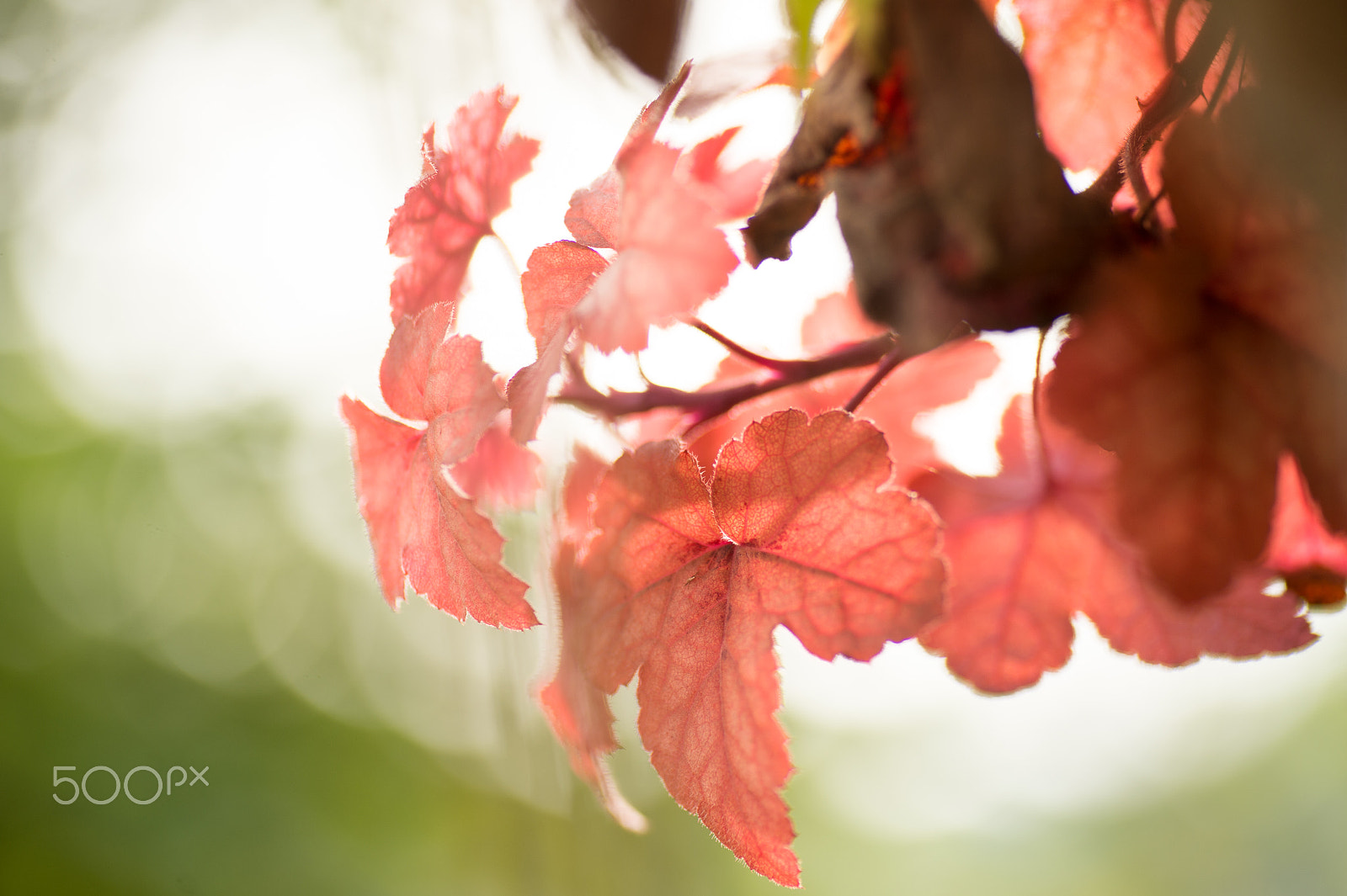 Nikon Df sample photo. Autumn again photography