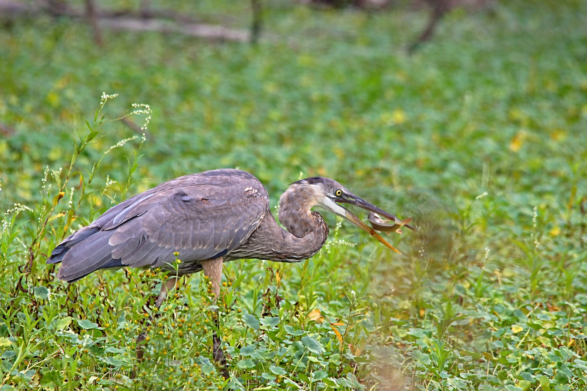 Sigma 150-500mm F5-6.3 DG OS HSM sample photo. Great blue heron photography