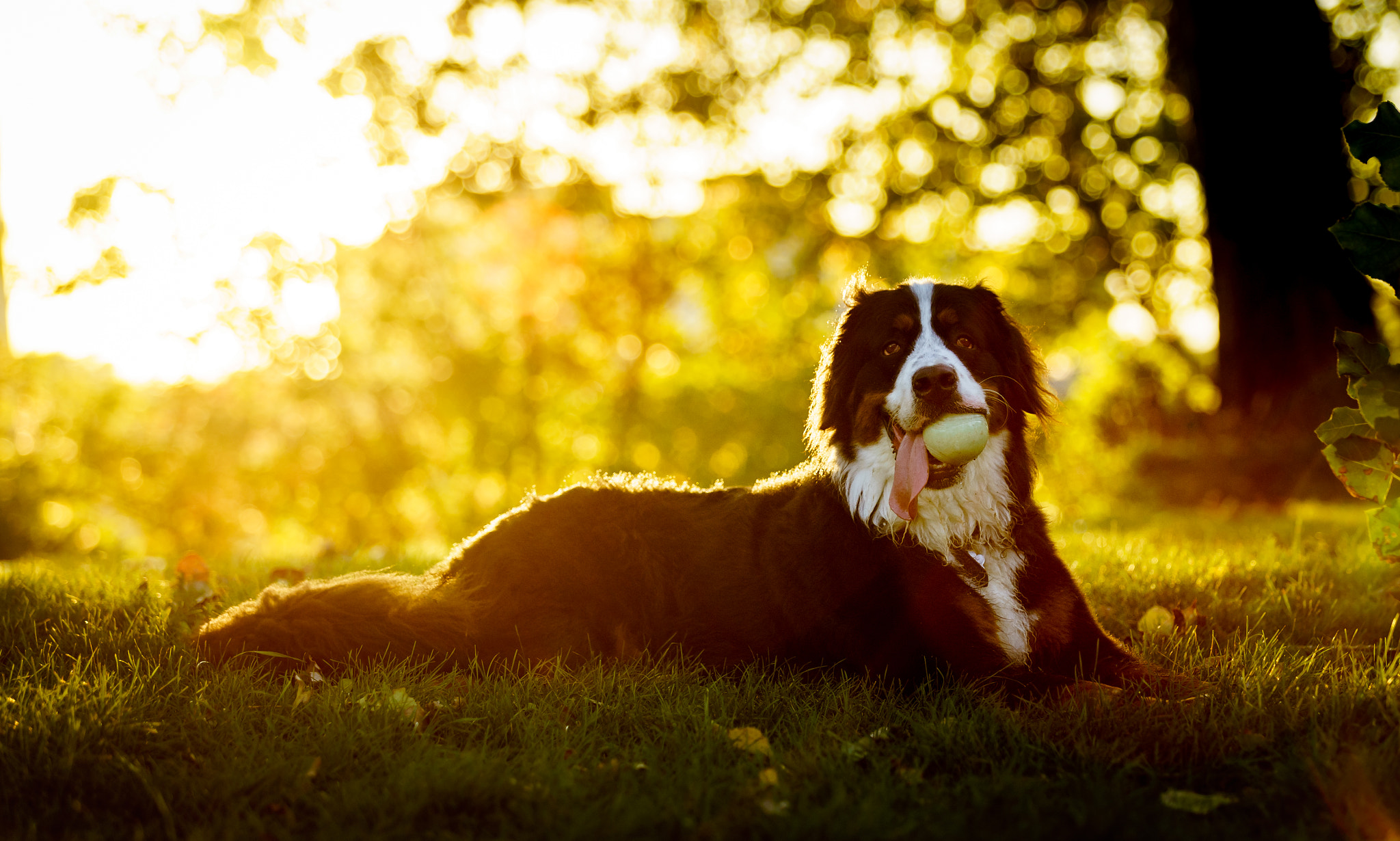 Sony a7 II + Canon EF 70-200mm F2.8L USM sample photo. Happy bear. photography