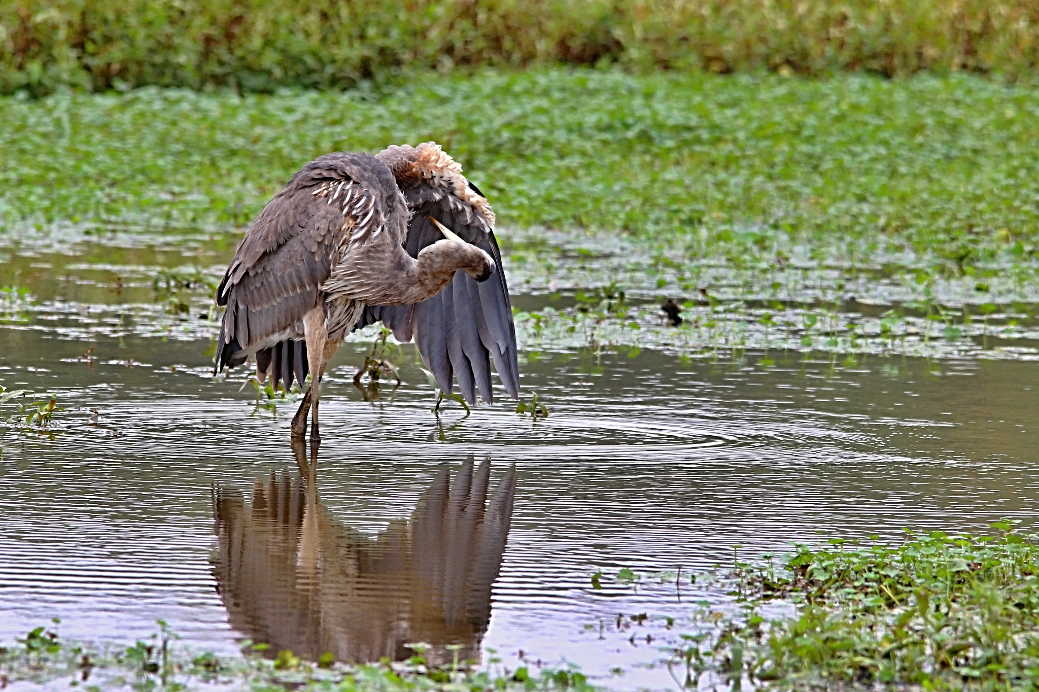 Sigma 150-500mm F5-6.3 DG OS HSM sample photo. Great blue heron photography