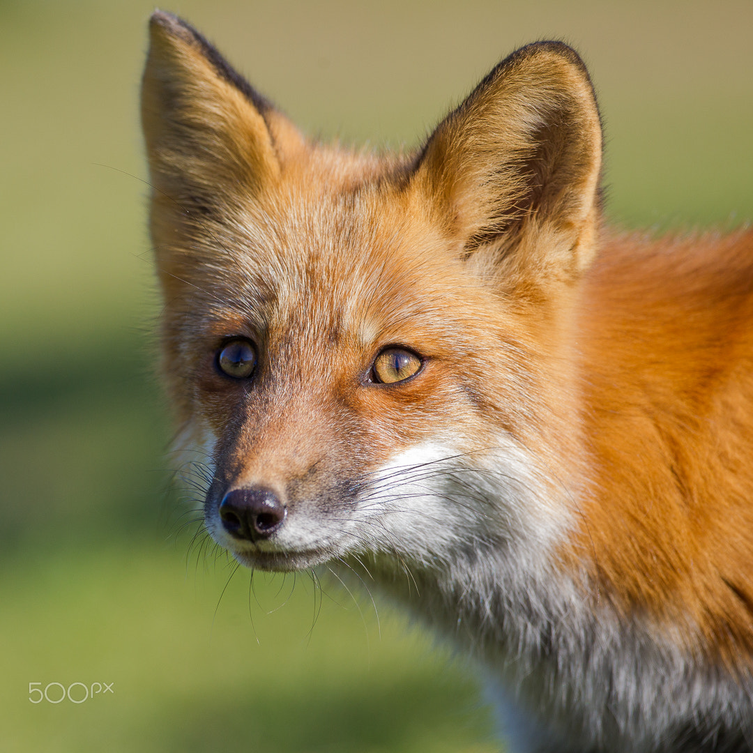 Canon EF 500mm F4L IS USM sample photo. Red fox / renard roux photography
