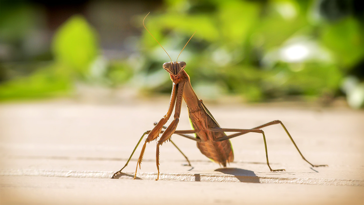 Olympus E-620 (EVOLT E-620) sample photo. Happy mantis photography