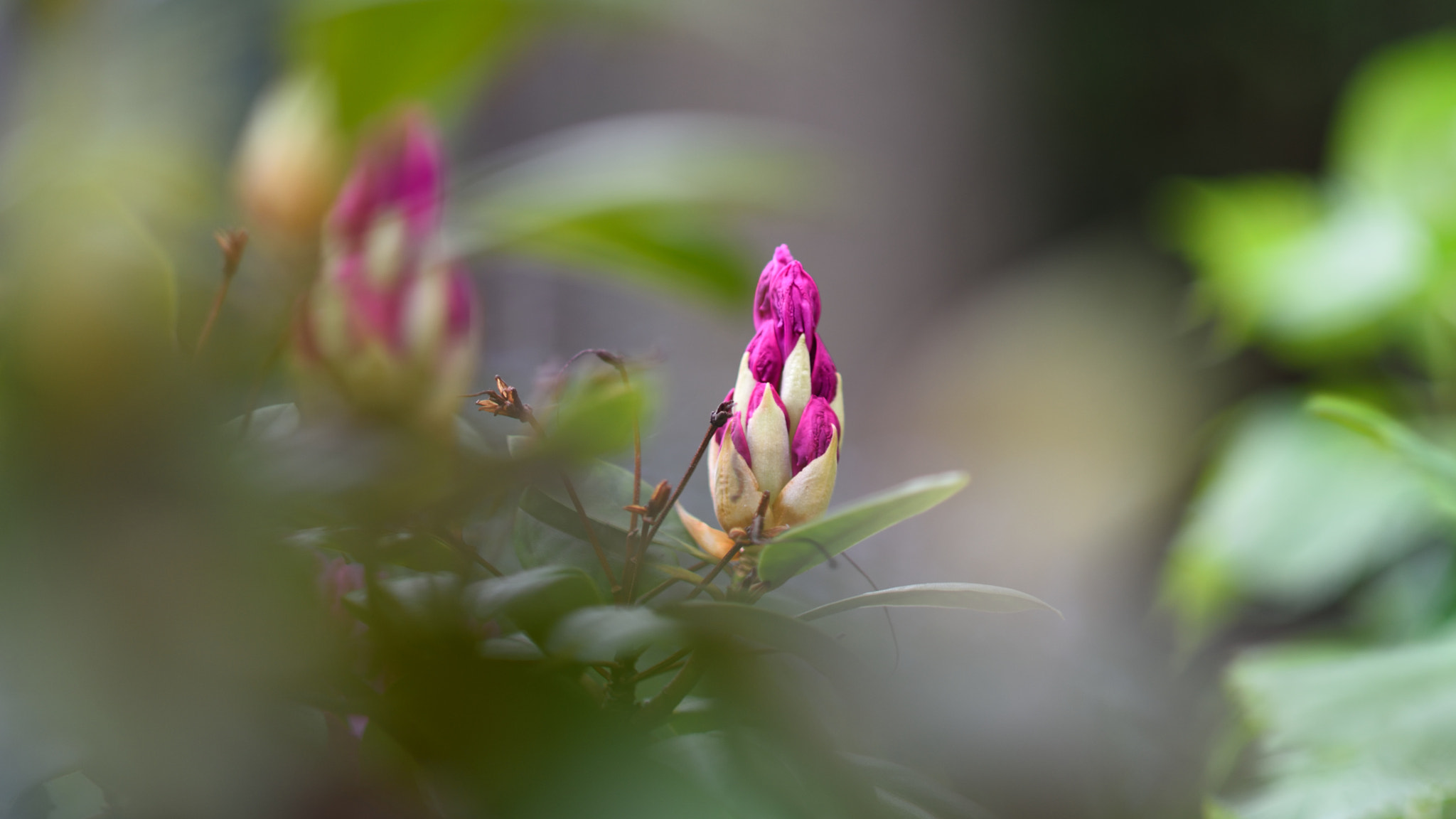 Nikon D750 sample photo. Purple flower photography