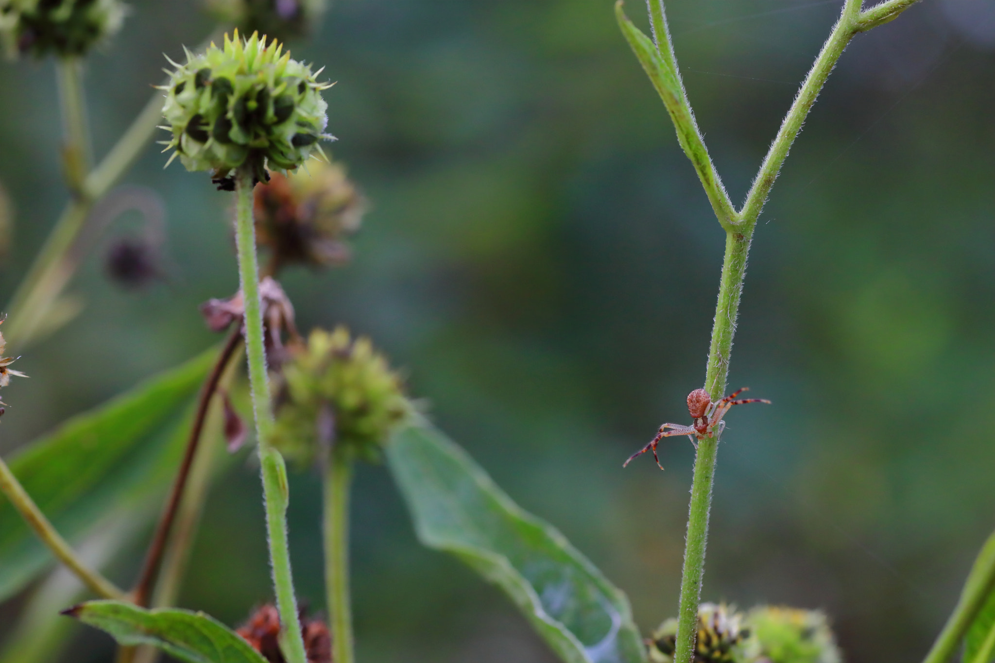 Canon EOS 5D Mark IV + Tamron SP AF 90mm F2.8 Di Macro sample photo. Img photography