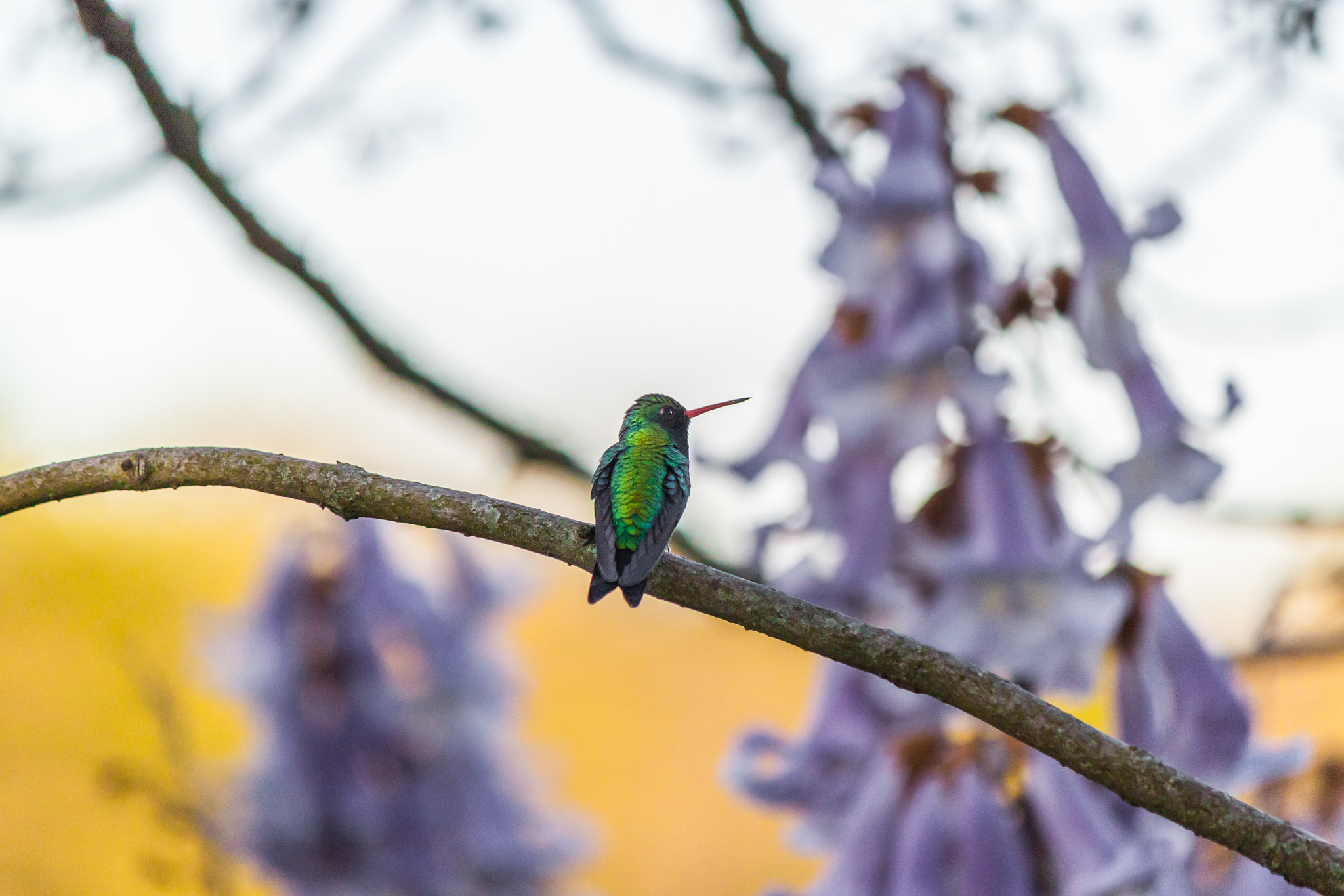 Canon EOS 500D (EOS Rebel T1i / EOS Kiss X3) sample photo. Hummingbird posing photography
