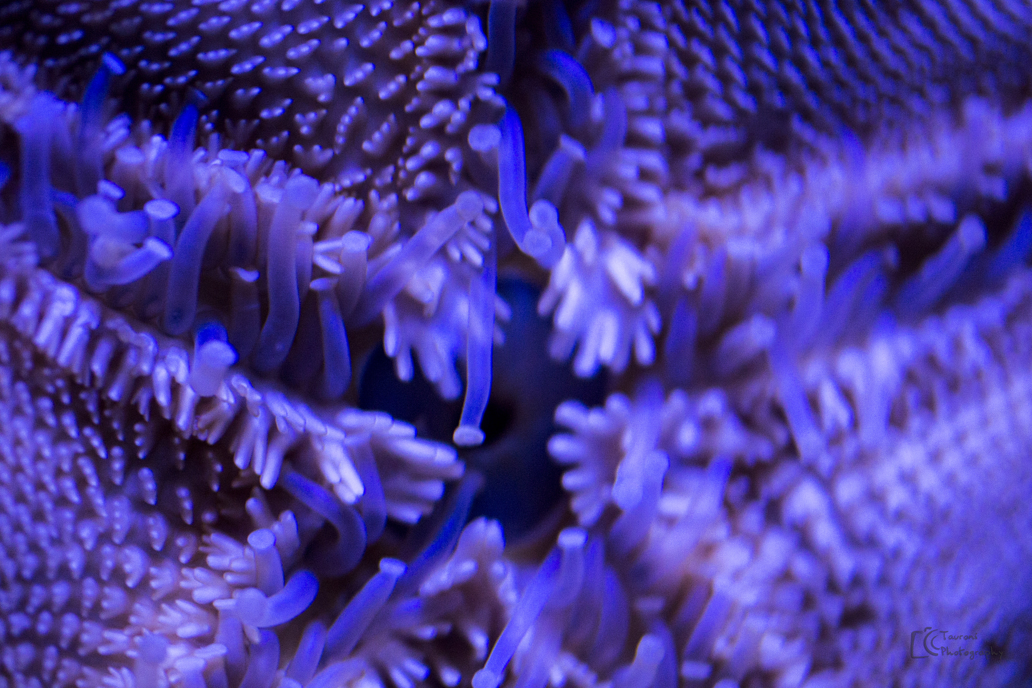 Nikon D3100 + Sigma 50mm F2.8 EX DG Macro sample photo. Acuario photography