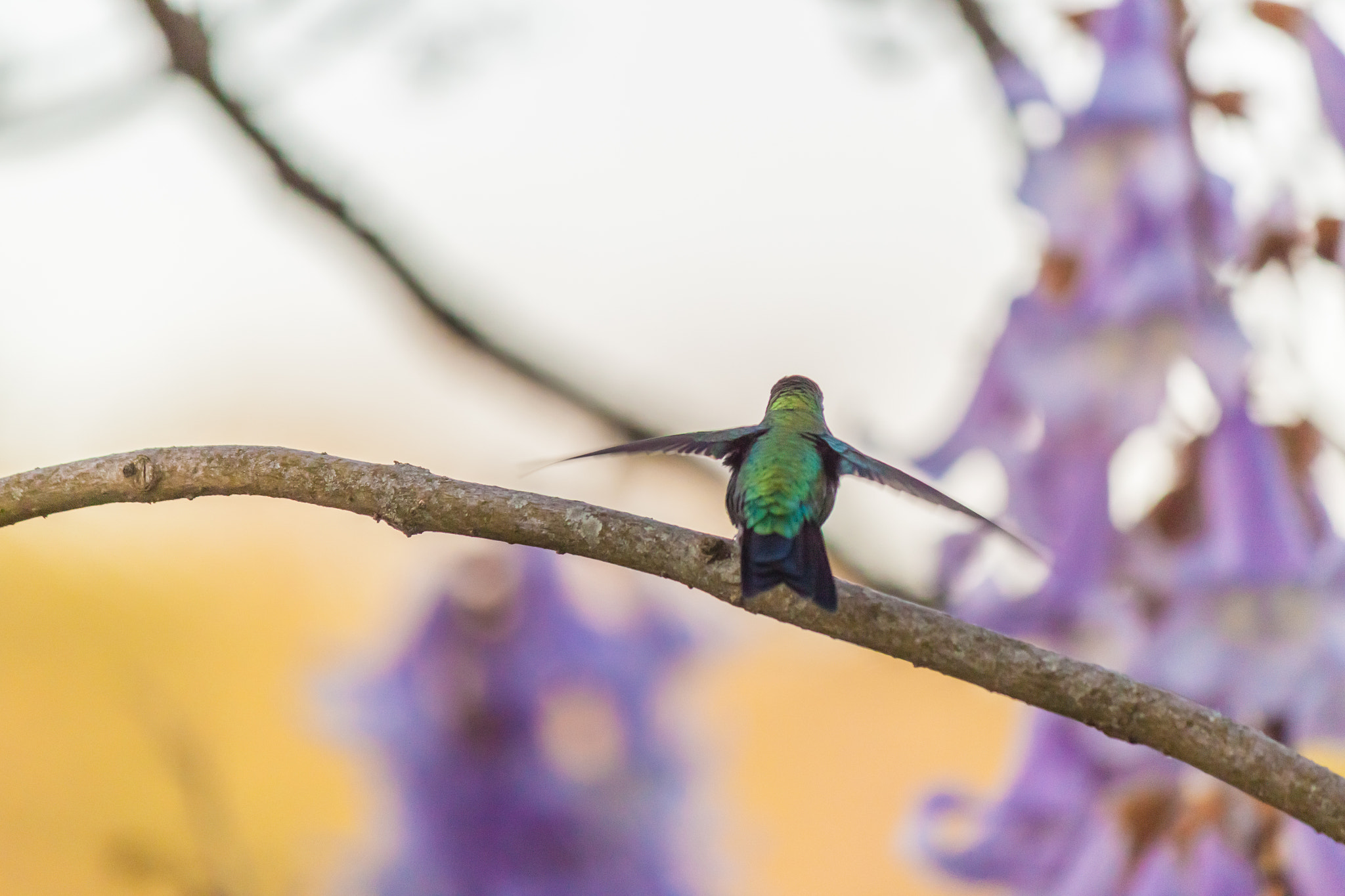 Canon EOS 500D (EOS Rebel T1i / EOS Kiss X3) + Canon EF-S 55-250mm F4-5.6 IS II sample photo. Hummingbird about to fly photography