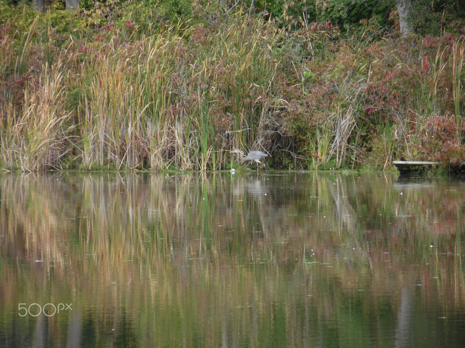 Samsung WB110/  WB111 sample photo. Blue heron photography
