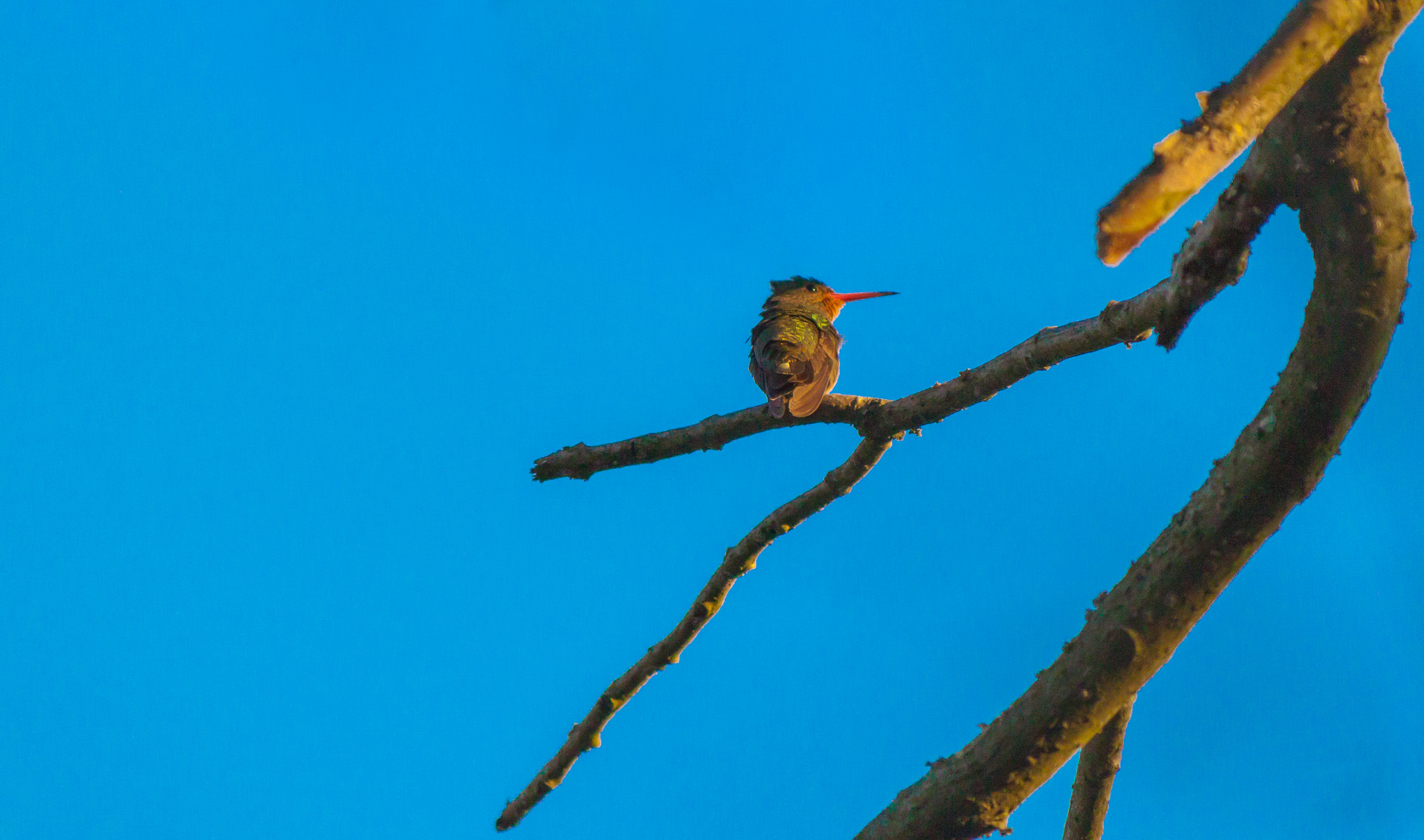 Canon EOS 500D (EOS Rebel T1i / EOS Kiss X3) sample photo. Strange hummingbird posing photography