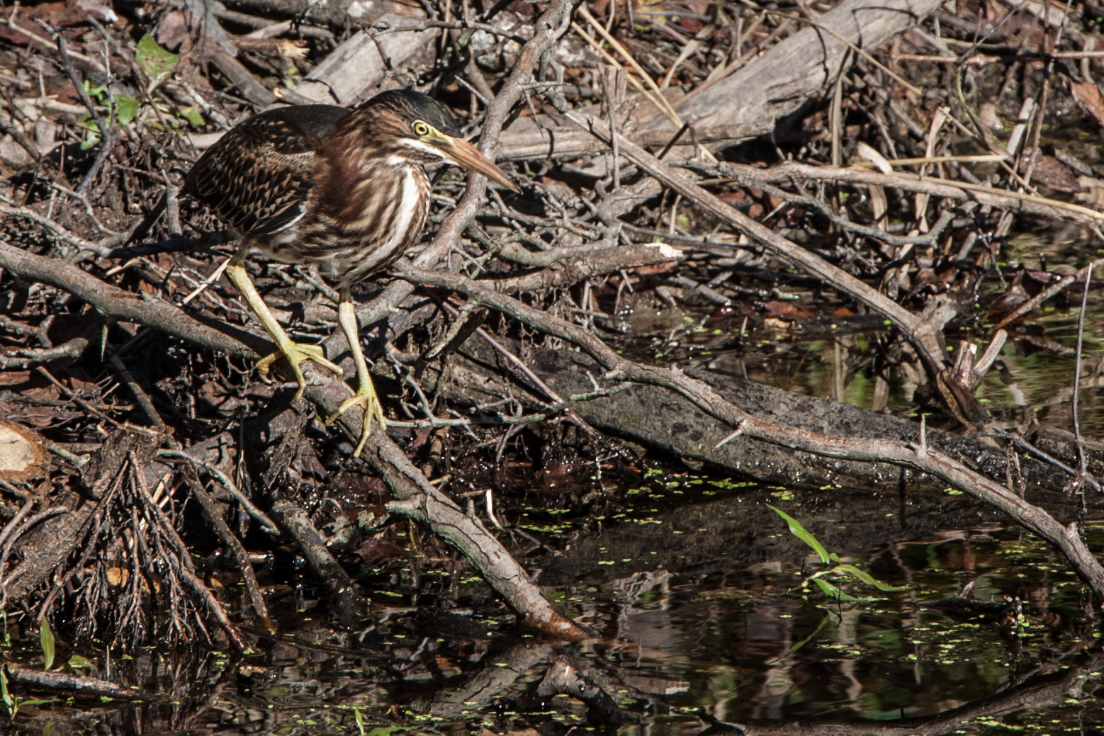 Canon EOS 500D (EOS Rebel T1i / EOS Kiss X3) sample photo. Green heron photography