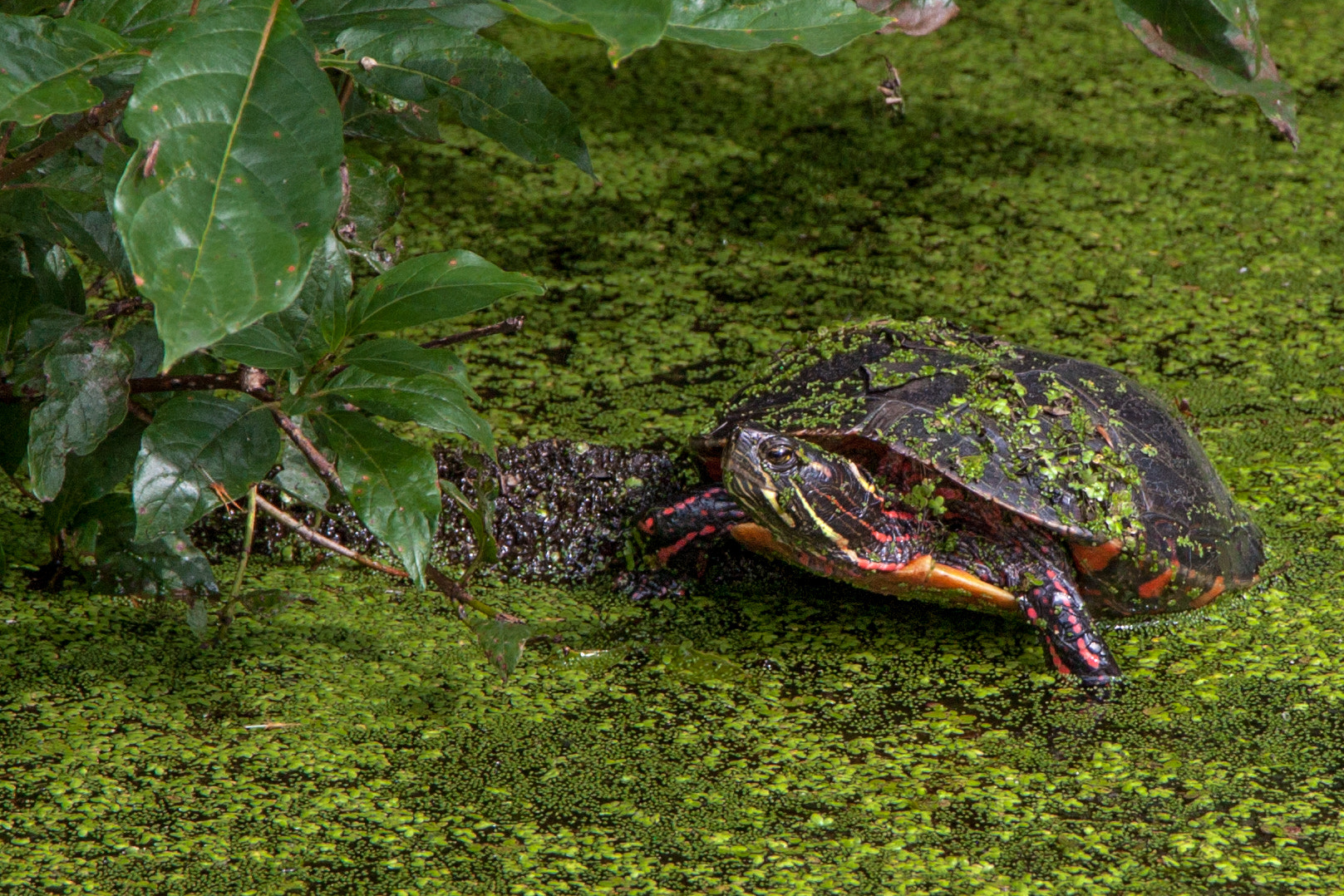 Canon EOS 500D (EOS Rebel T1i / EOS Kiss X3) + Canon EF-S 18-135mm F3.5-5.6 IS STM sample photo. A turtle in the swamp photography
