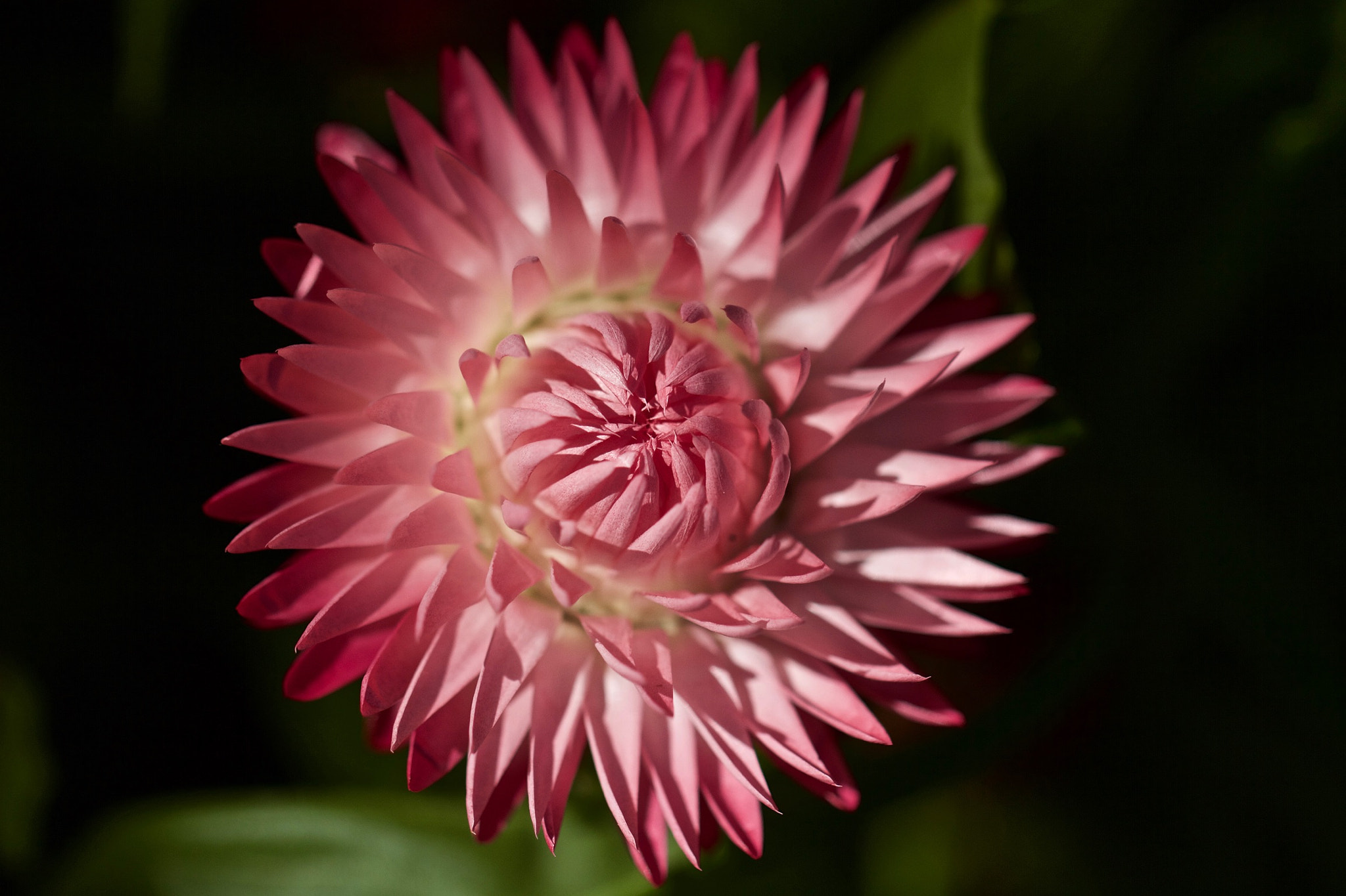 Canon EOS 7D + Canon EF 100mm F2.8L Macro IS USM sample photo