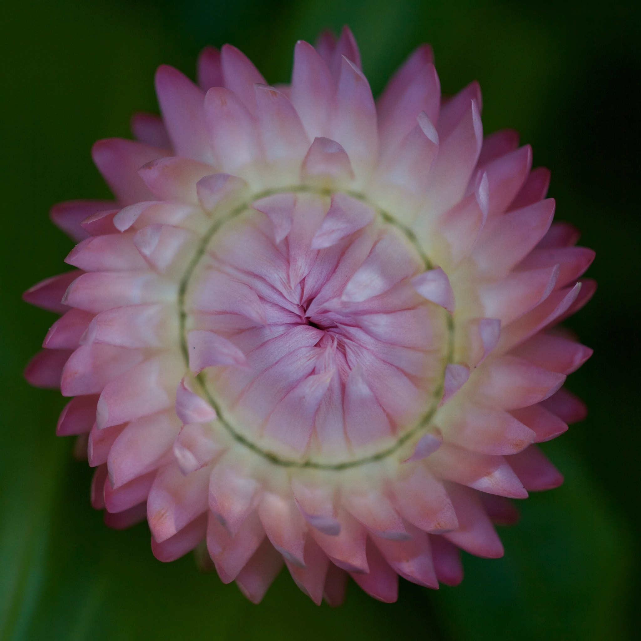 Canon EF 100mm F2.8L Macro IS USM sample photo